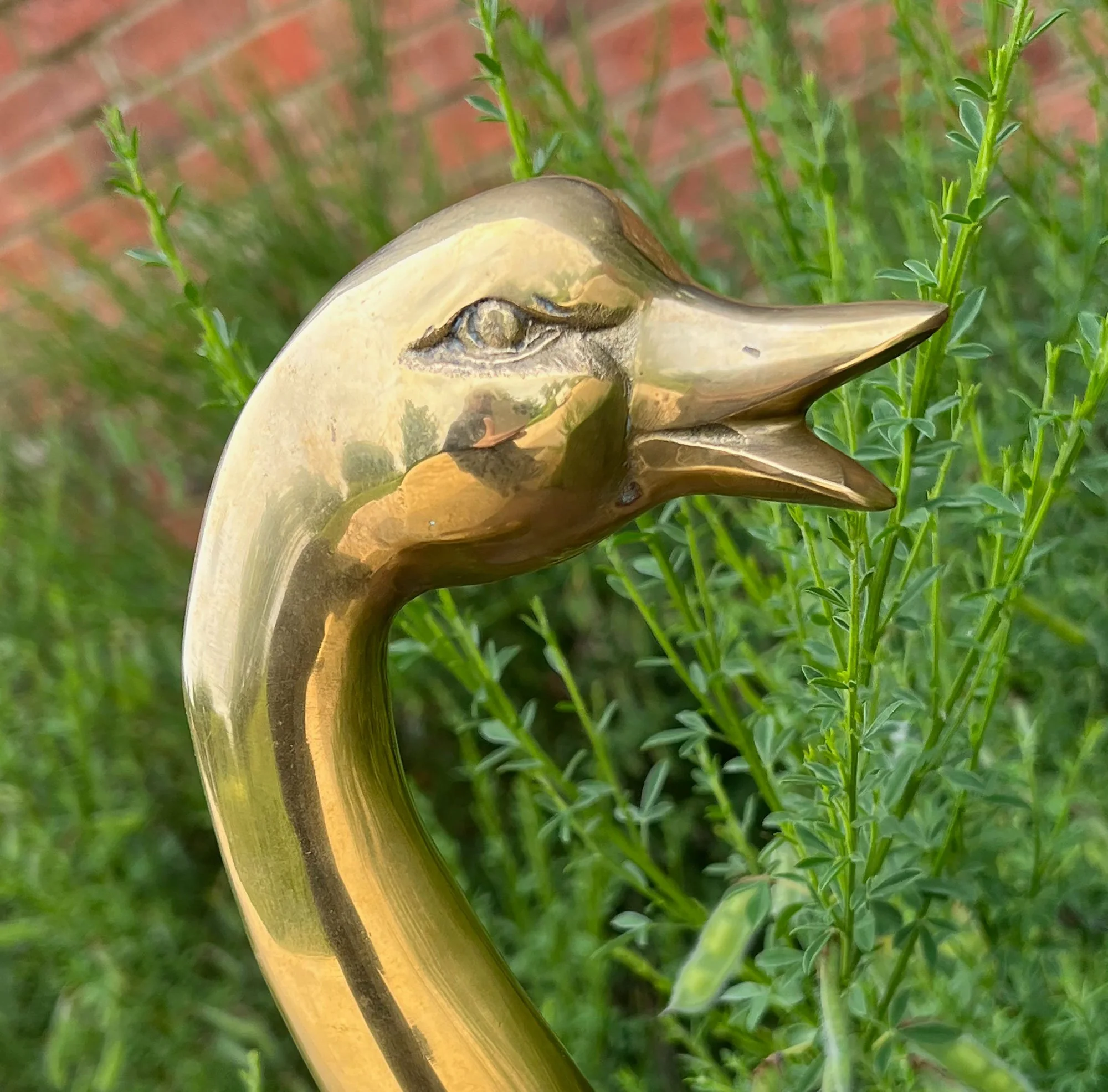 duck3-pod71.jpg