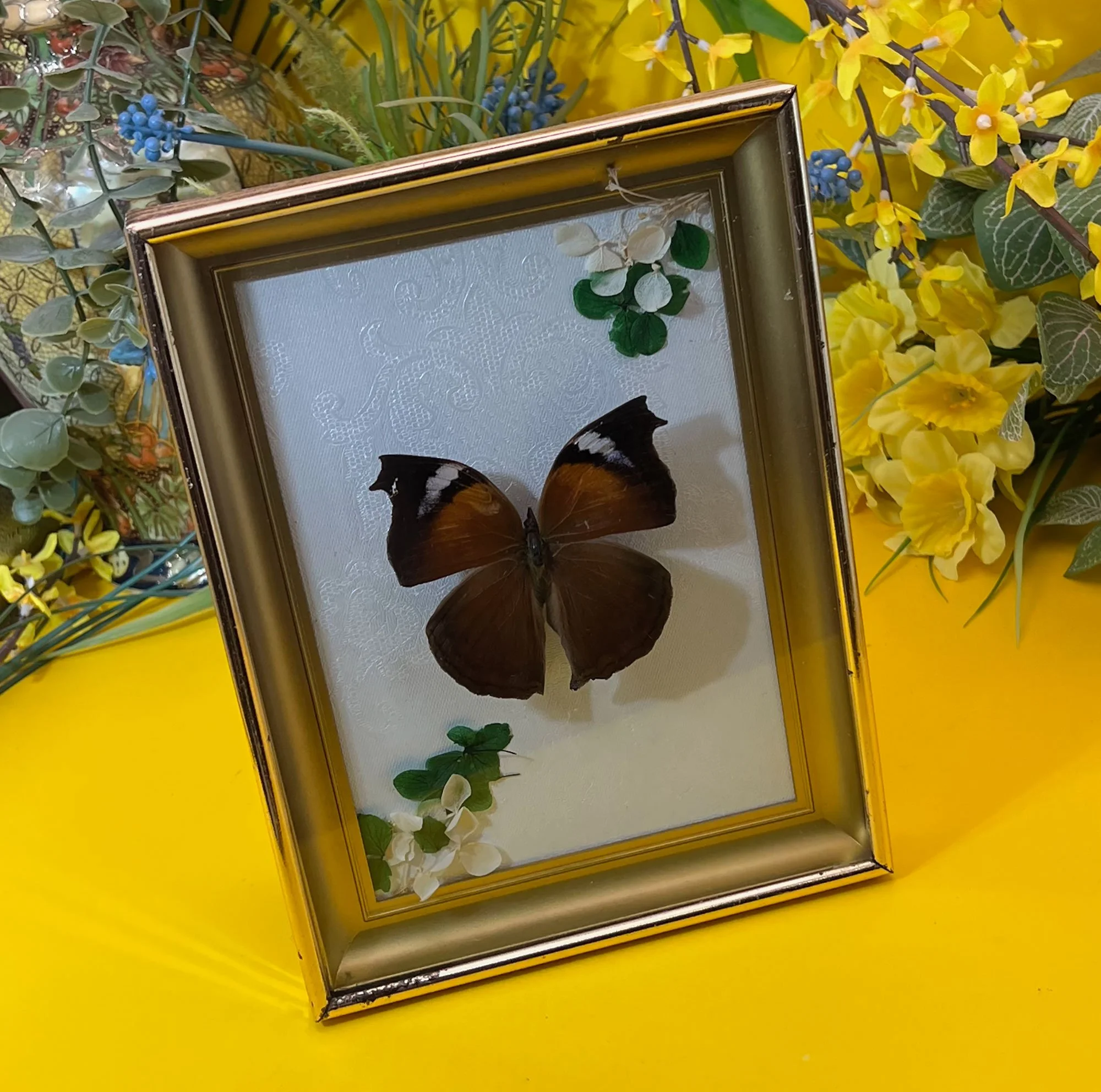 Framed Mimic Butterfly