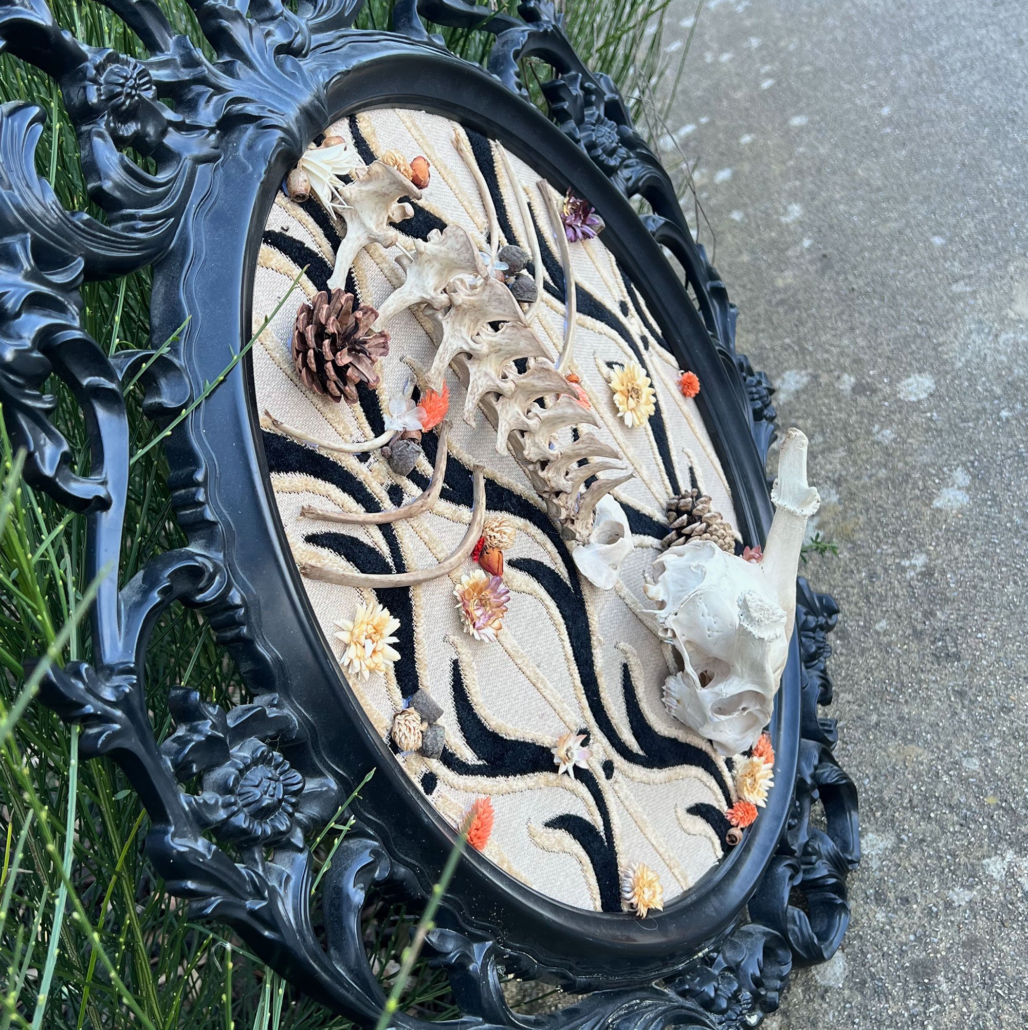 Mounted muntjac skull and spine