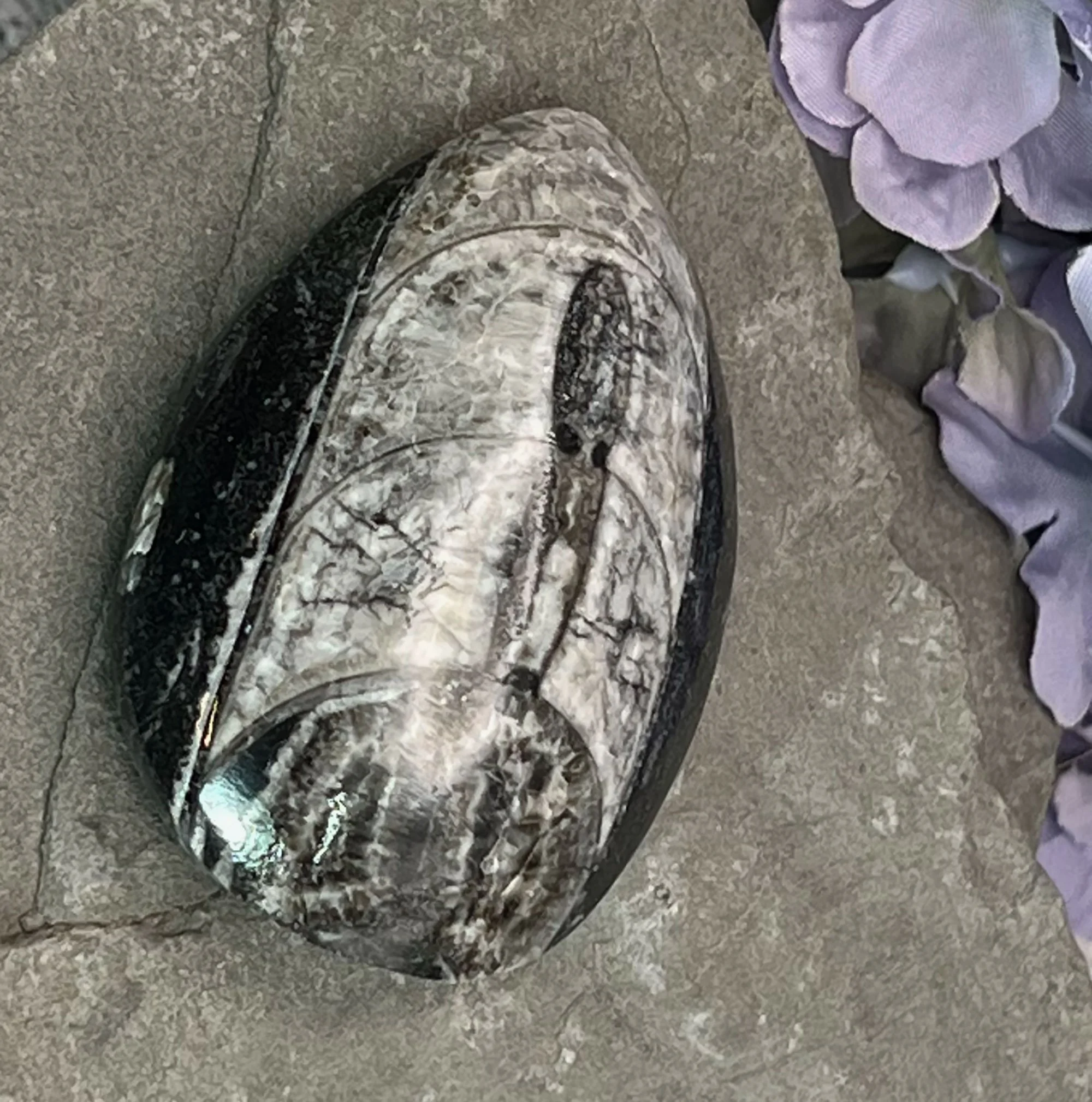 Orthoceras fossil