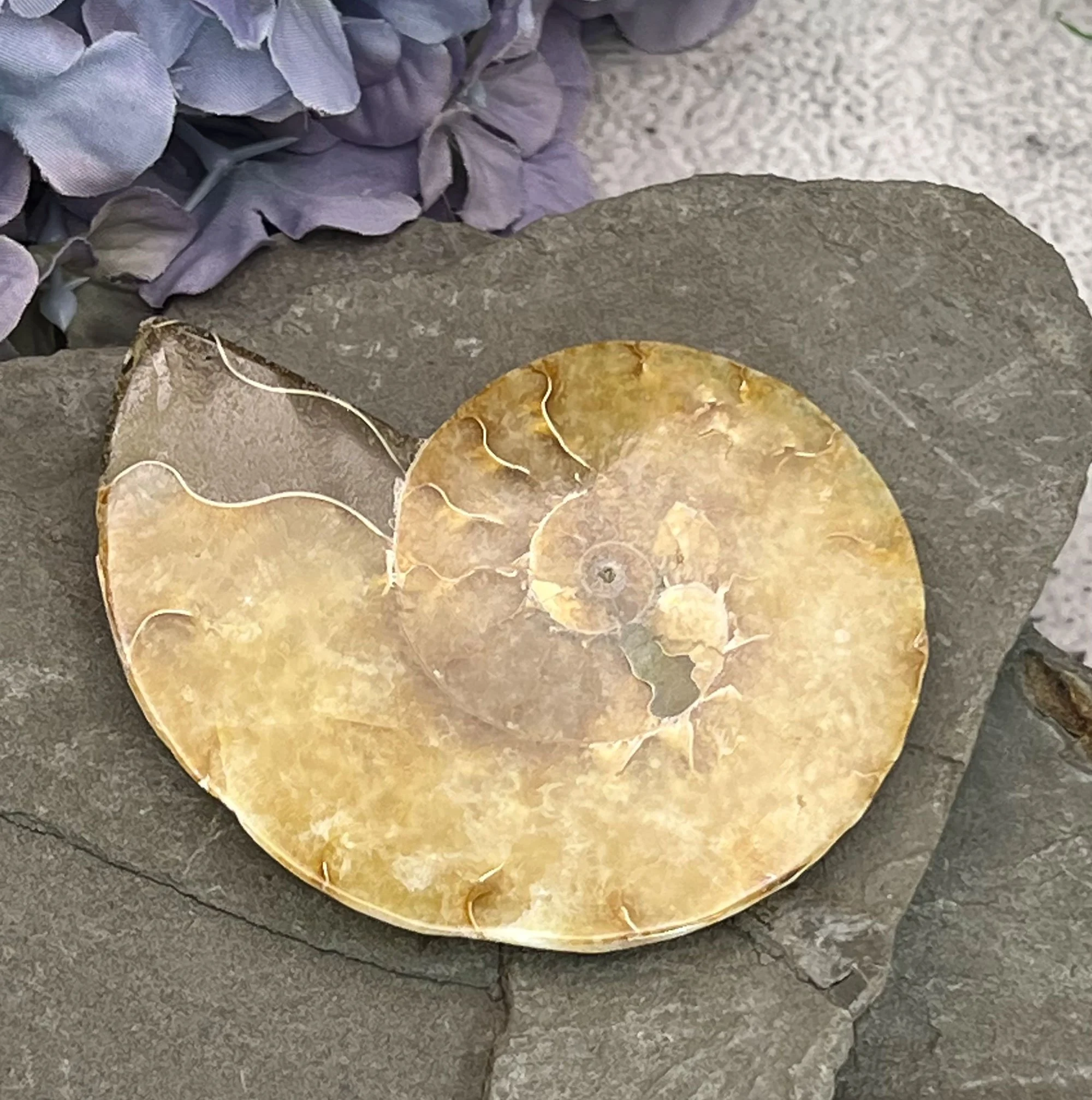 Cut, polished ammonite