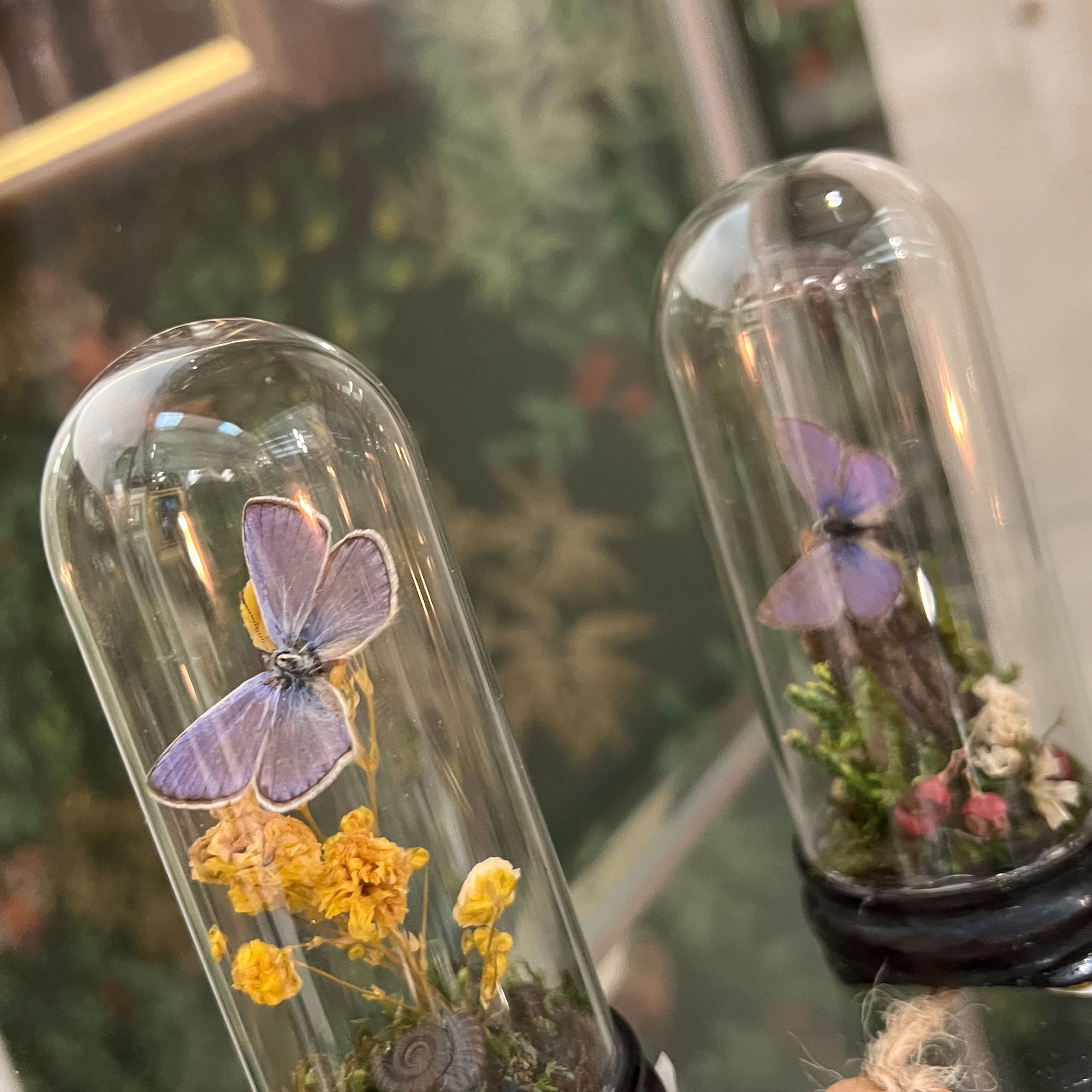 Beautifully presented butterflies