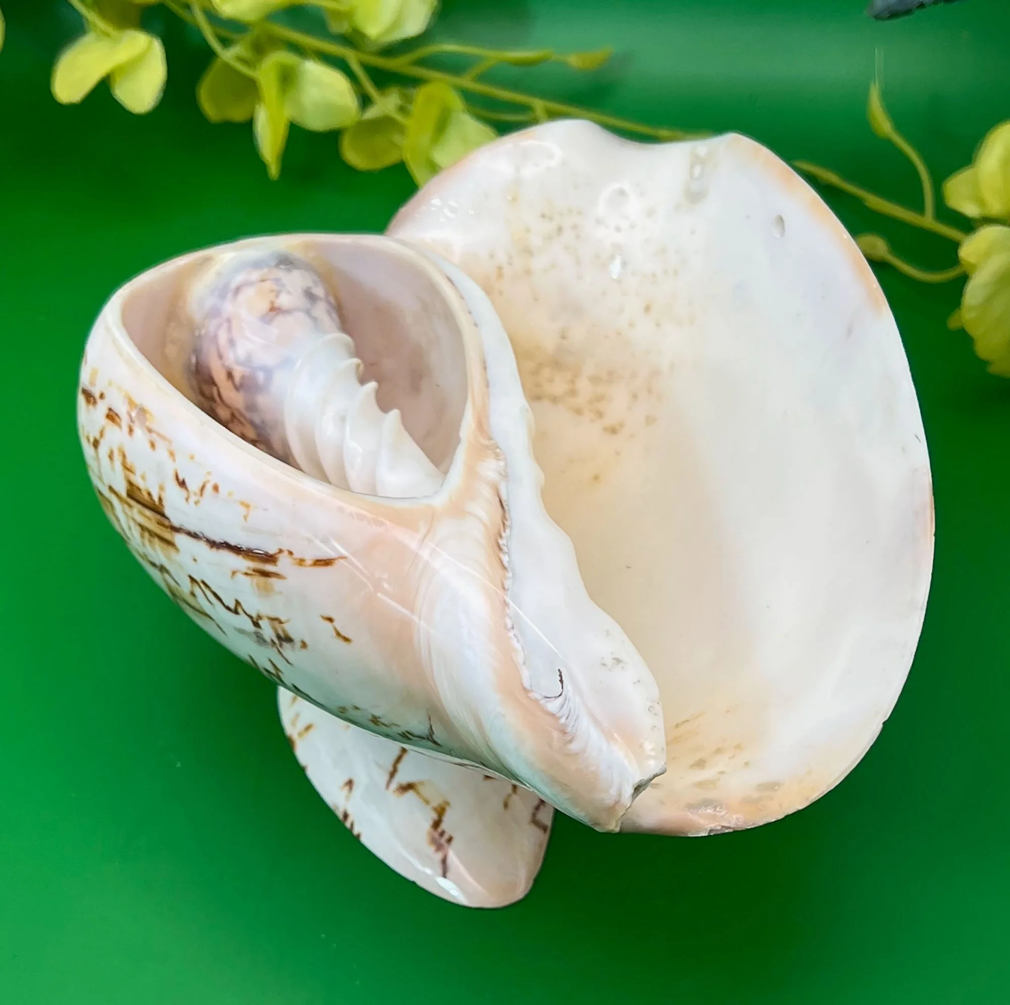 shell-pod83.jpg