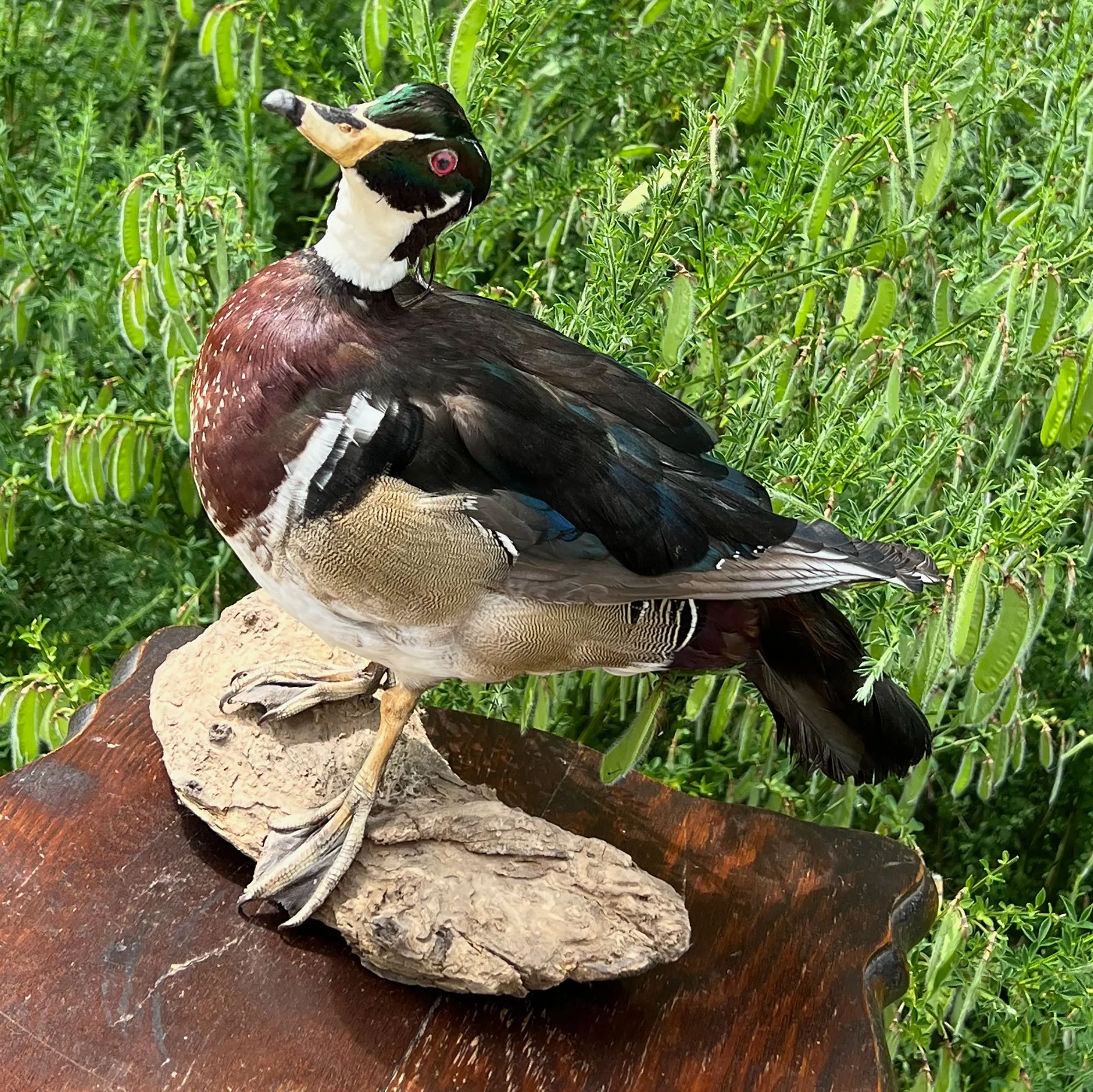 duck-pod78.jpg
