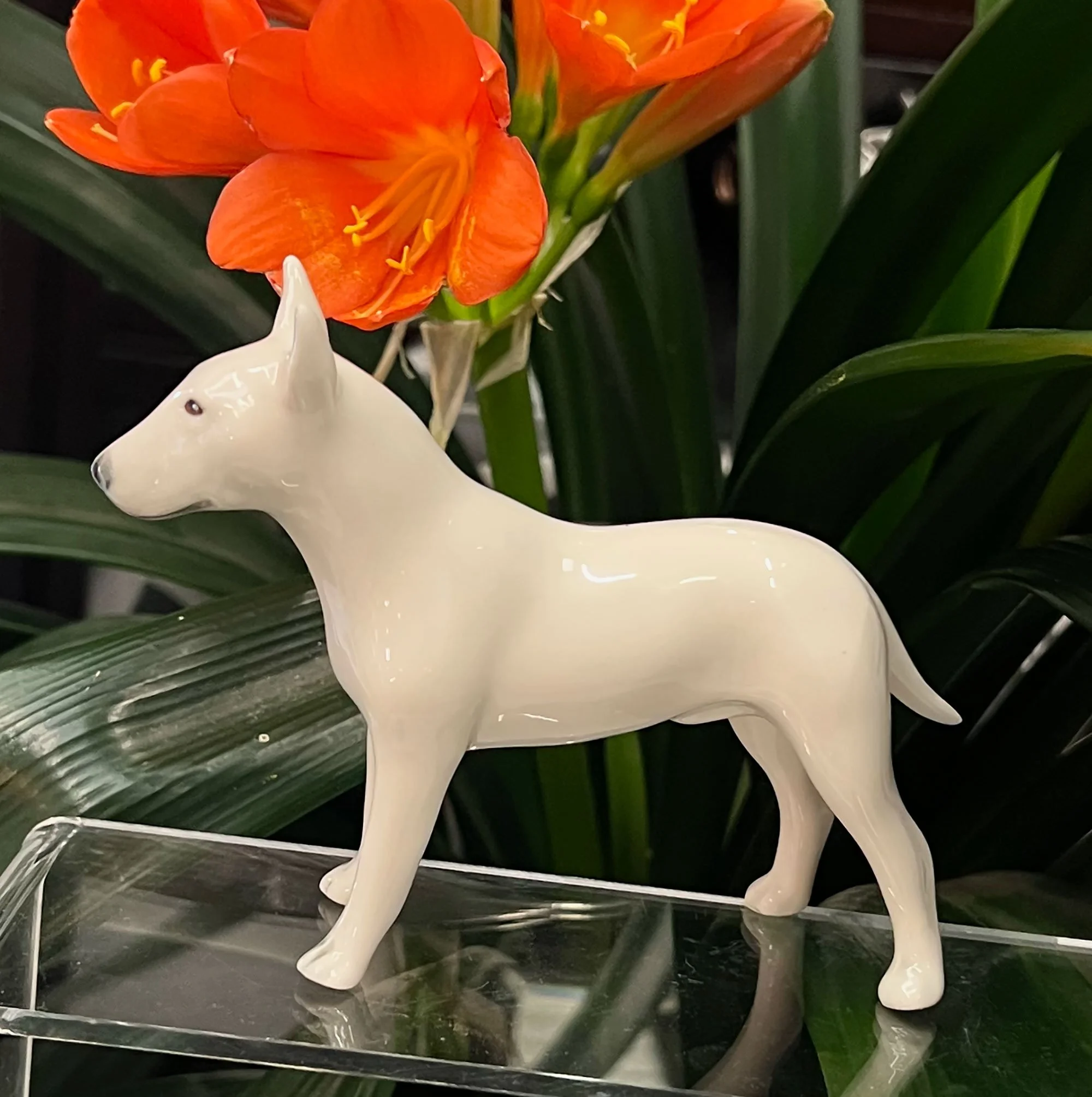 English Bull Terrier