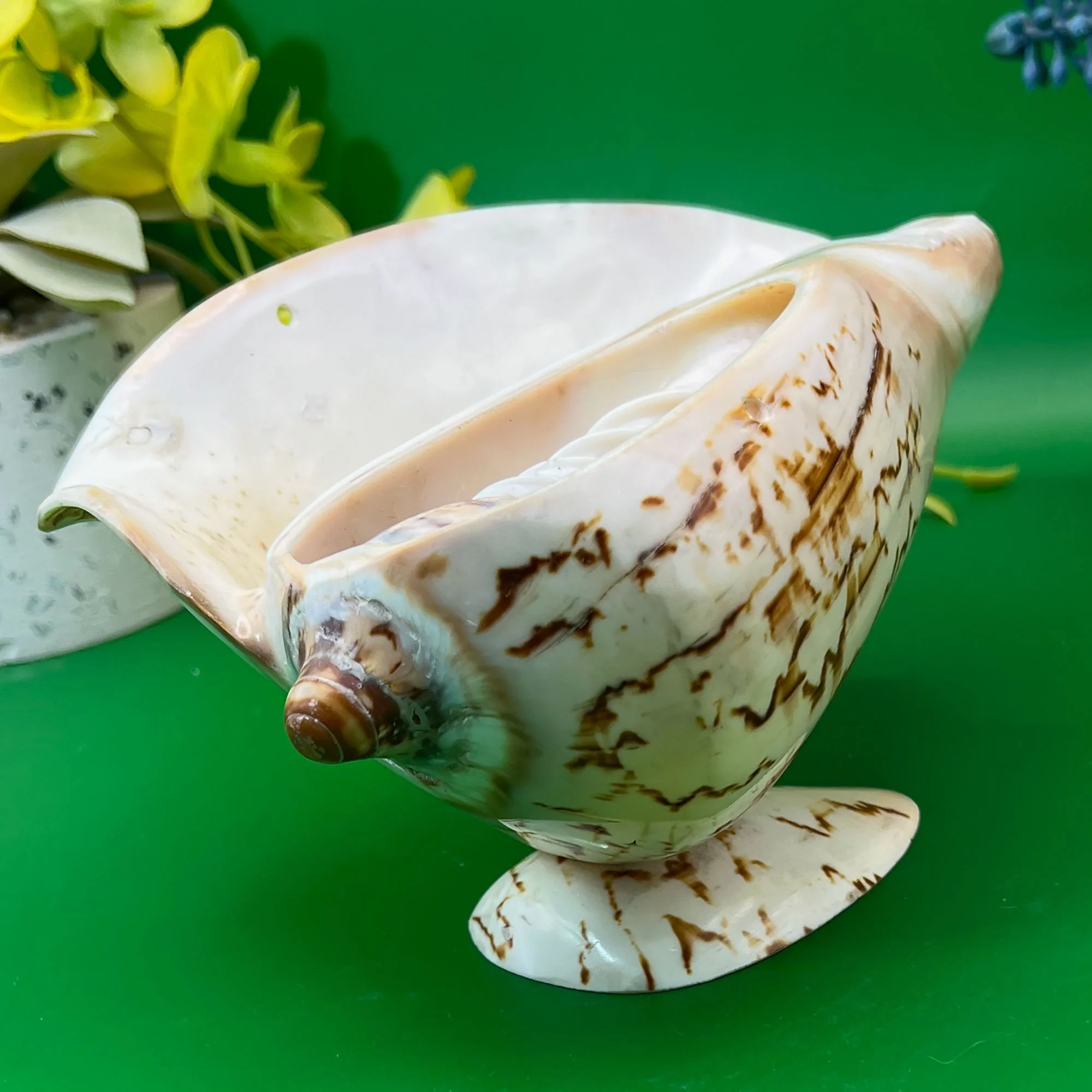 shell3-pod83.jpg