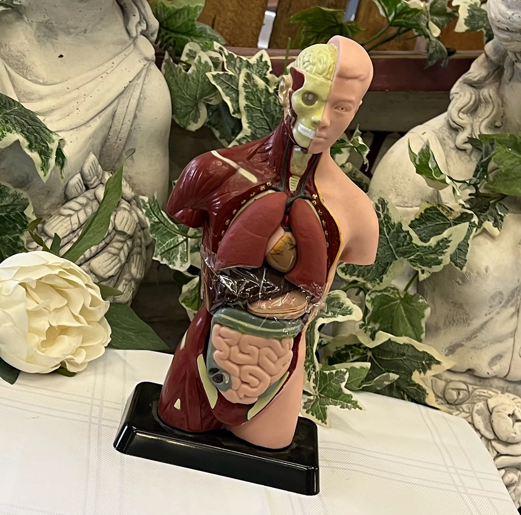 Medical Anatomical Torso