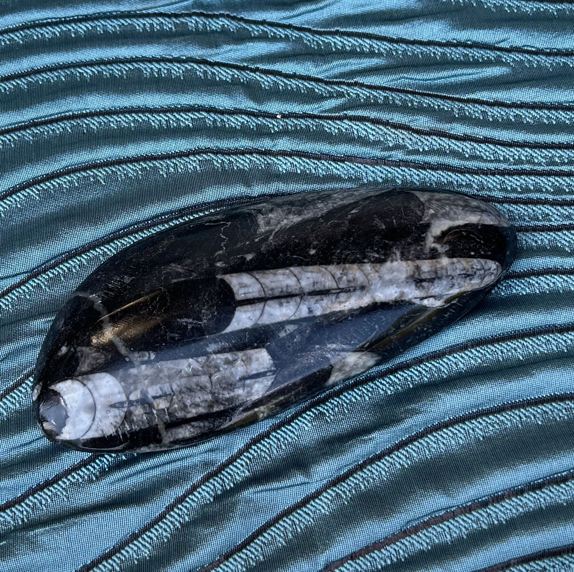 squid-pod25.jpg