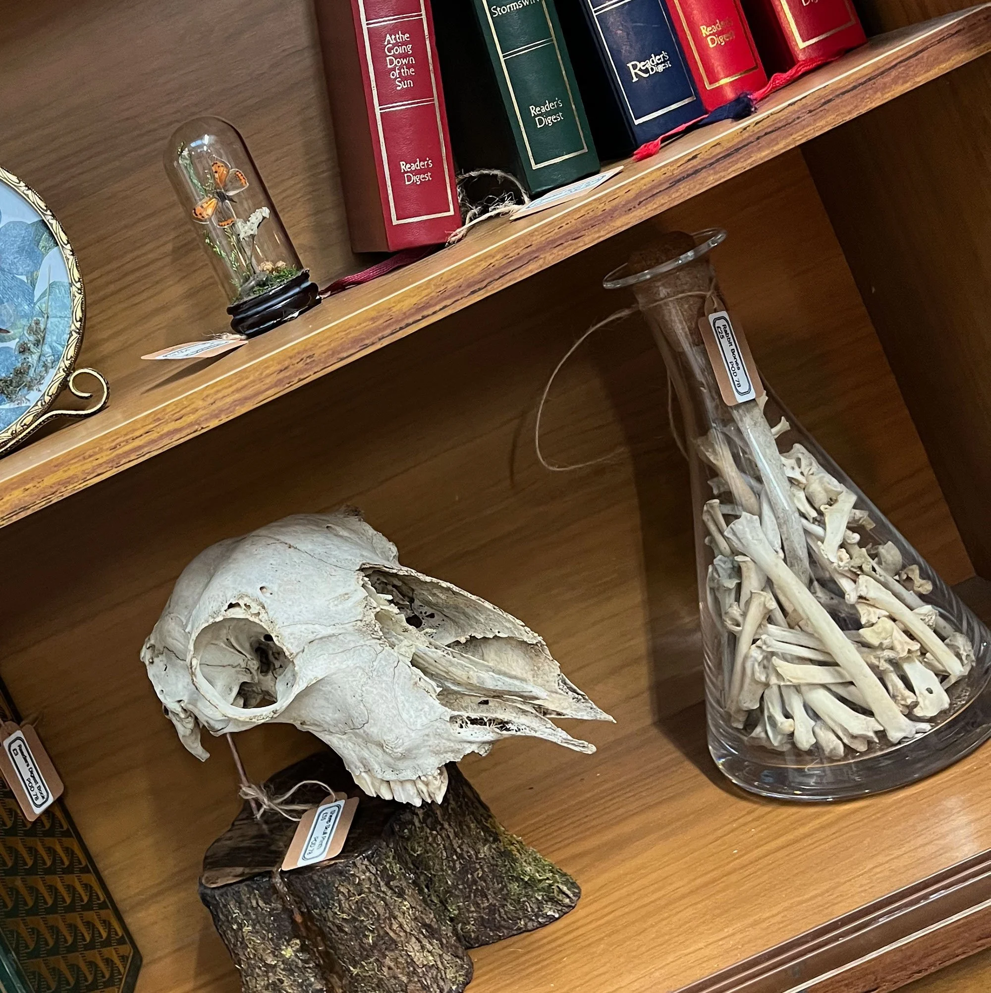 Animal skulls and bones
