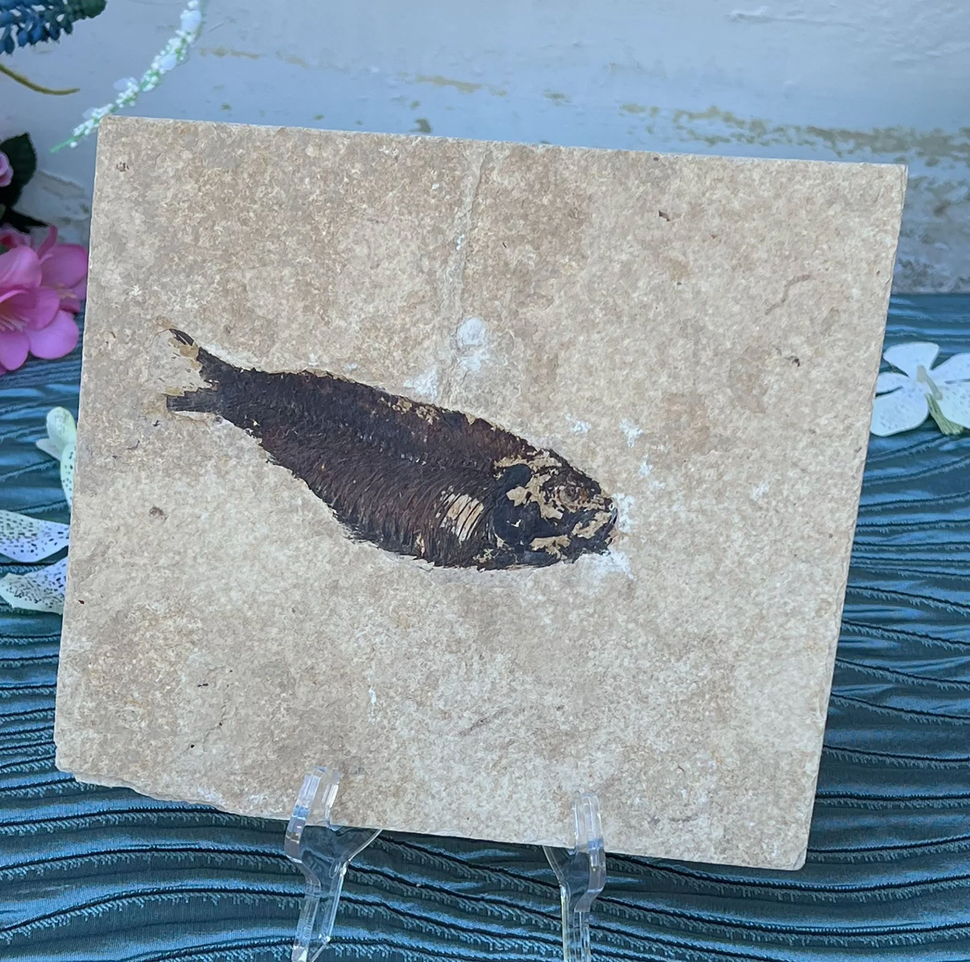 fossil-pod25.jpg