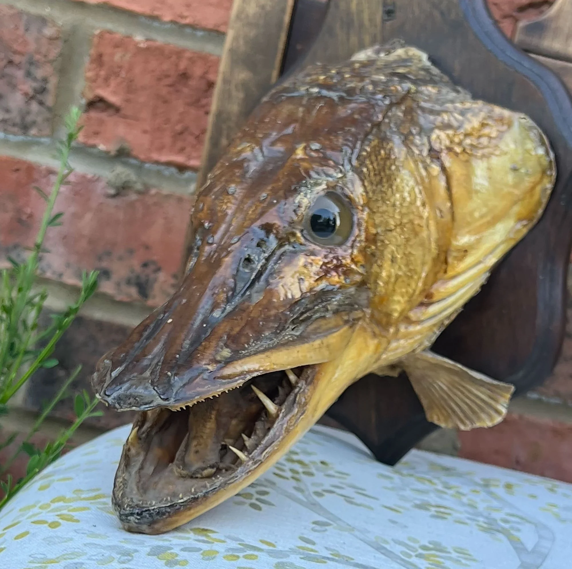pike2-pod50.jpg