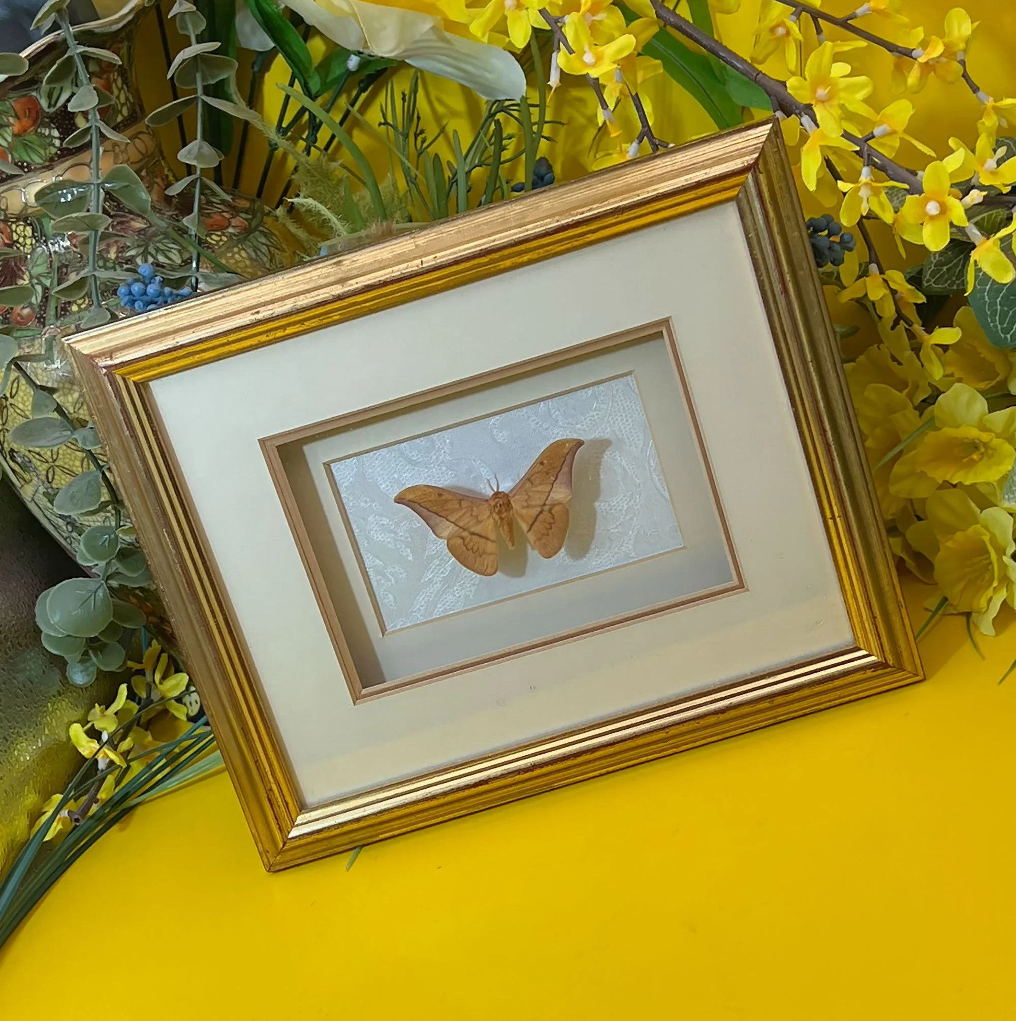 Framed Circular Silk Moth