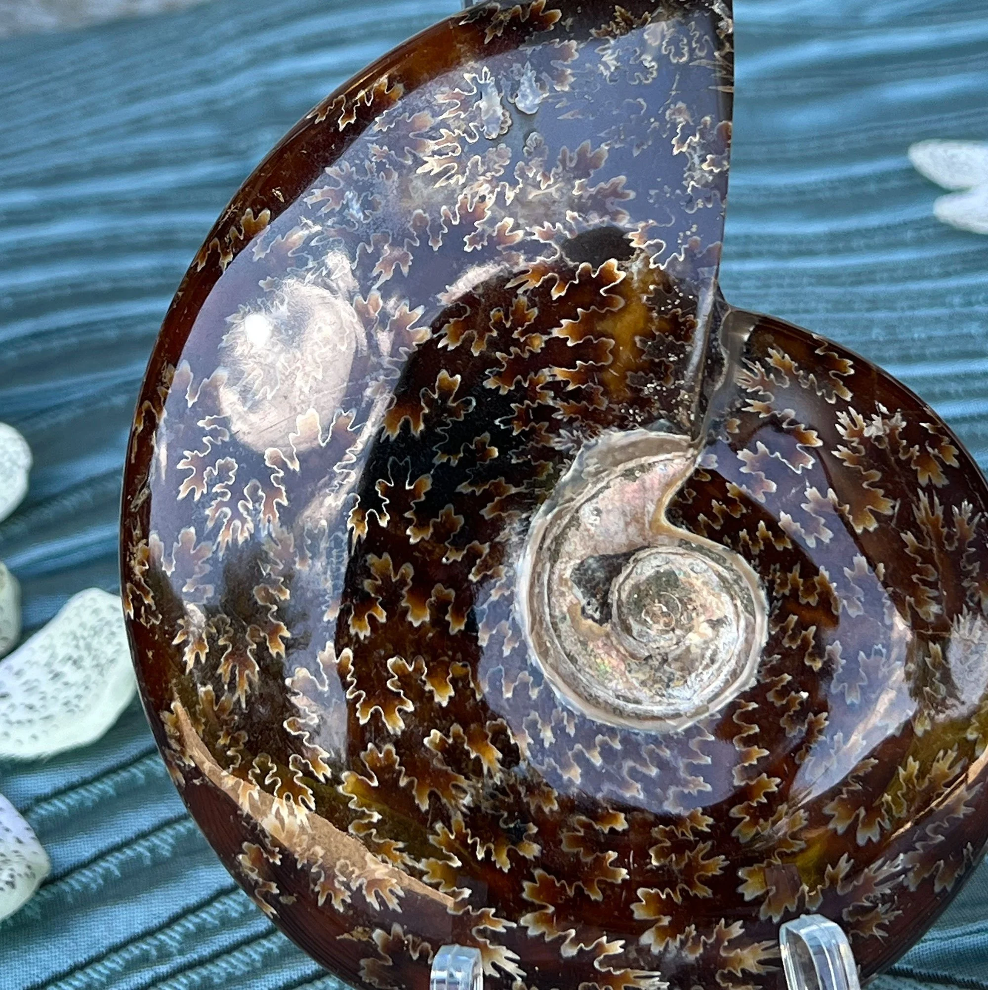 ammonite2-pod25.jpg