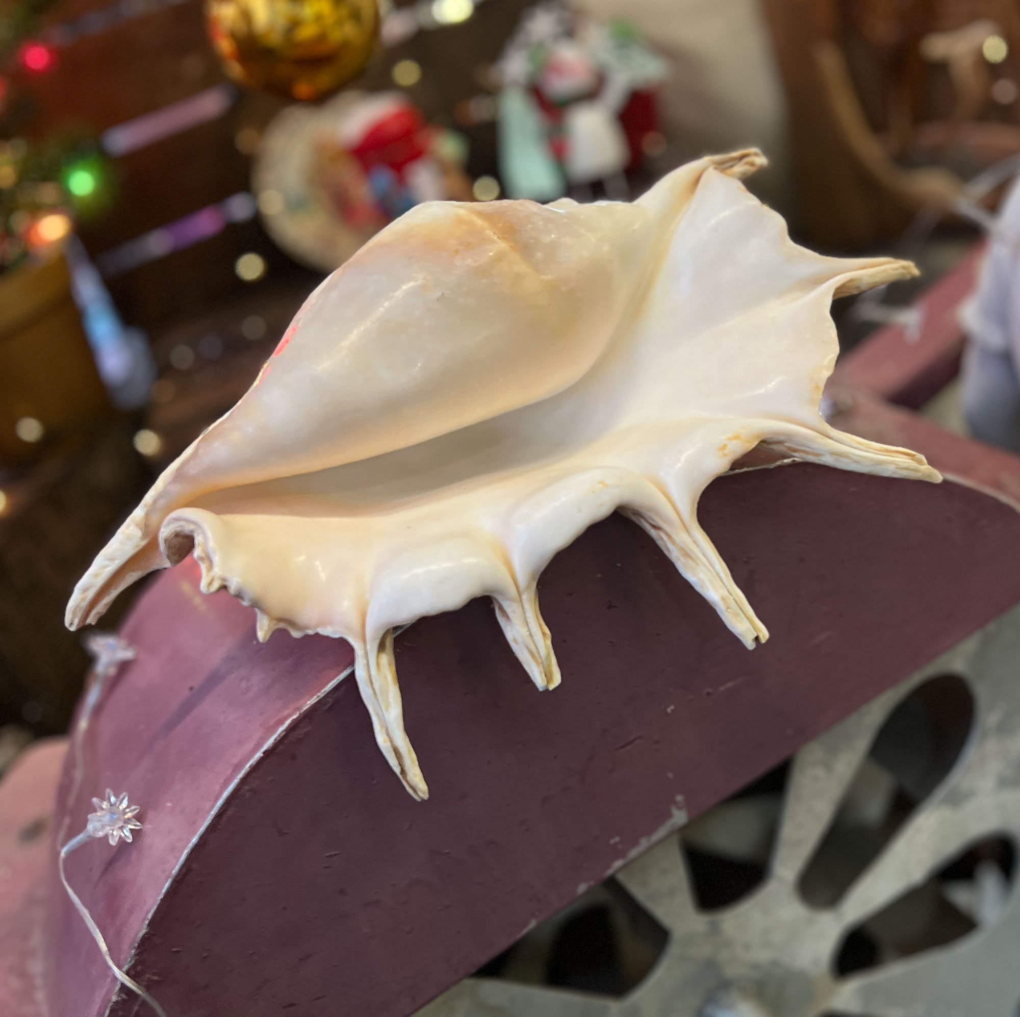 spiderconch2-pod16.jpg