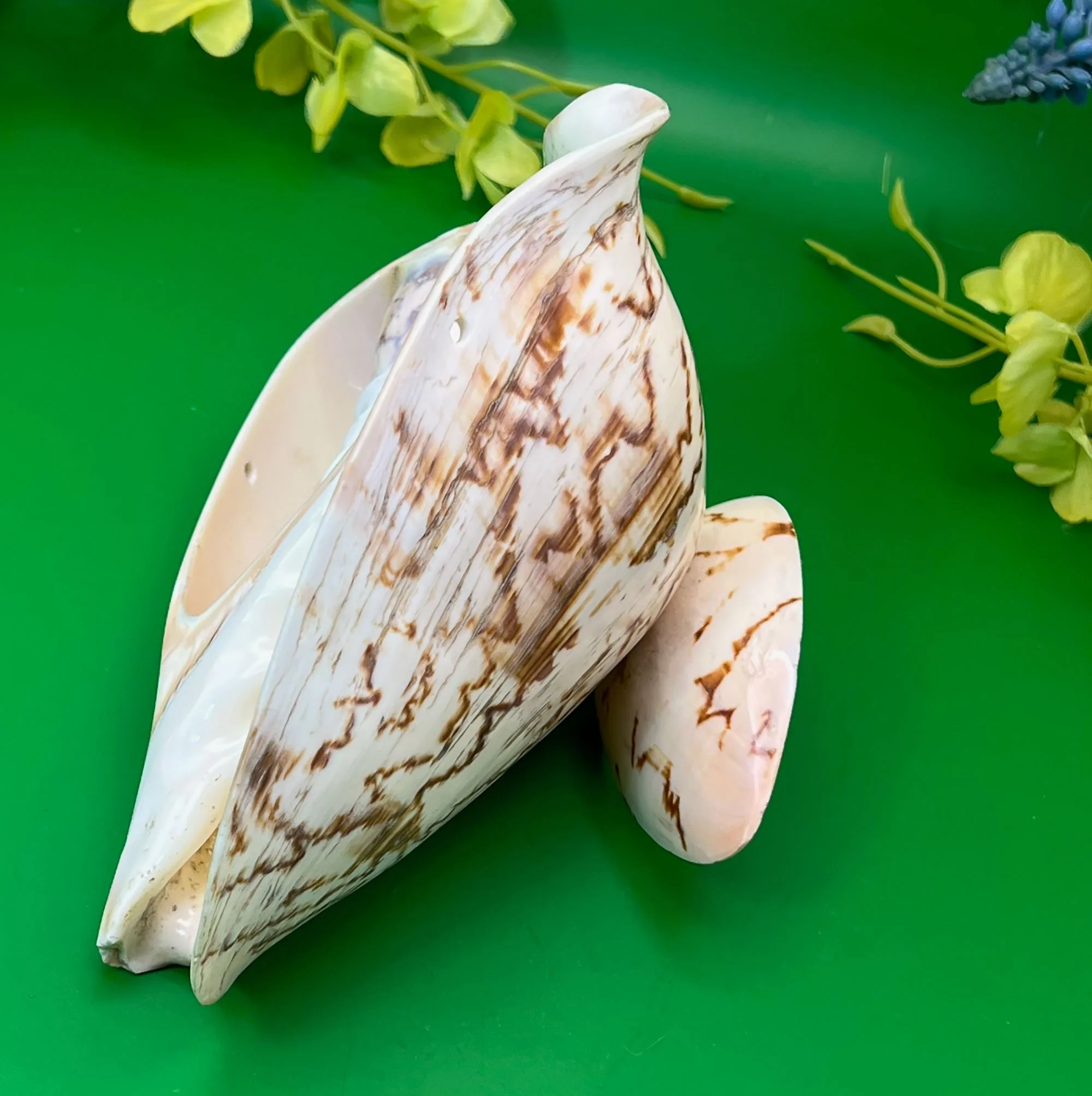 shell4-pod83.jpg