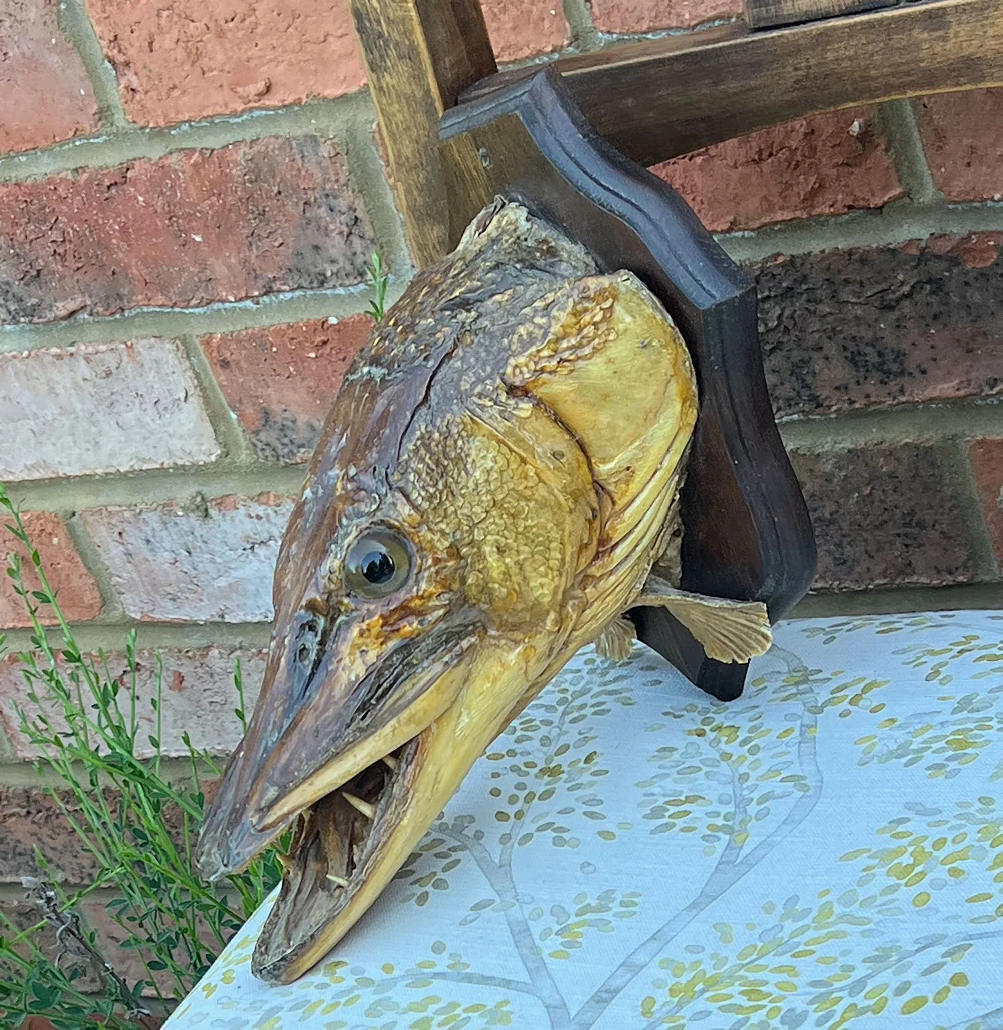Pike Head