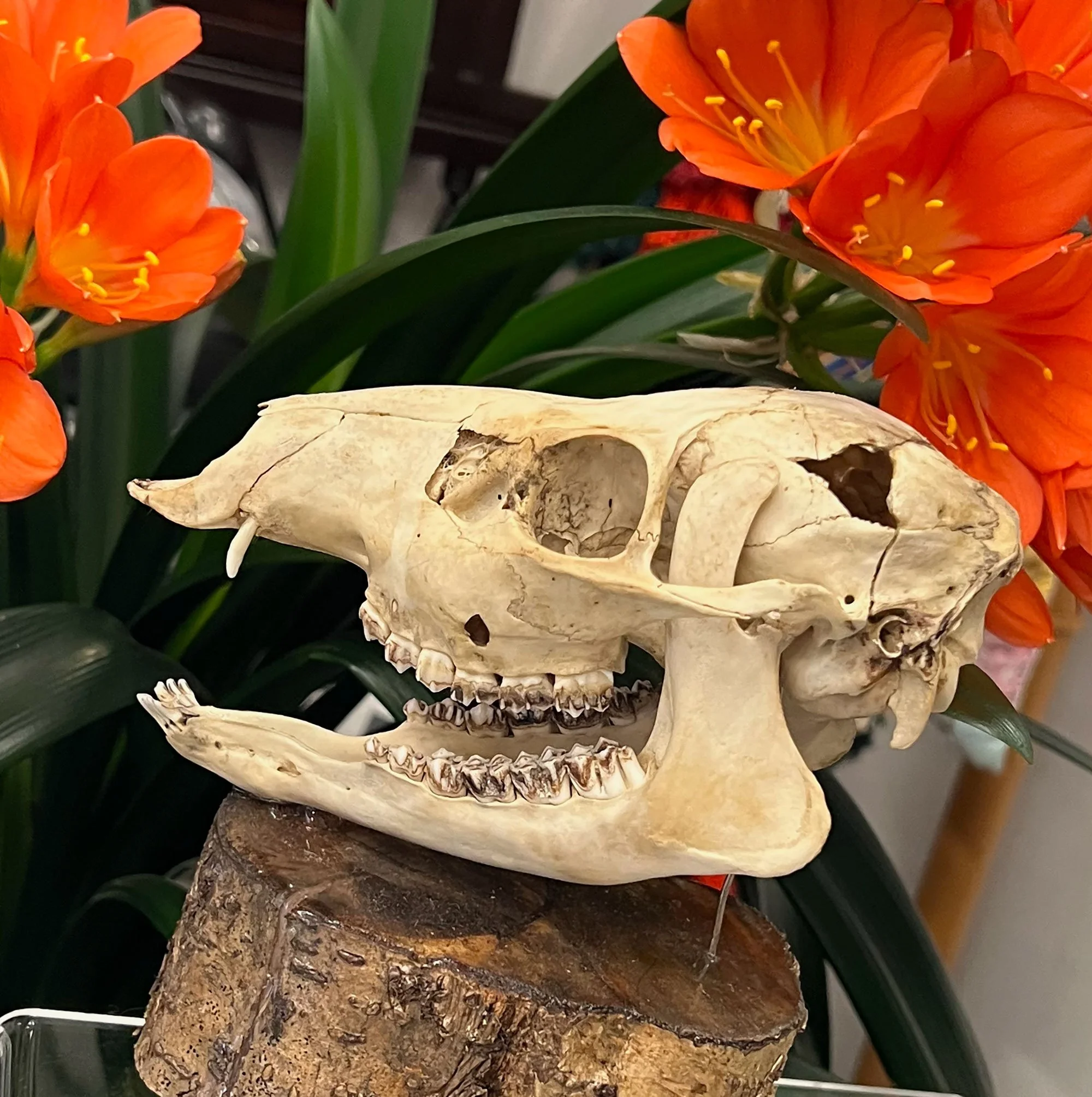 Mounted Waterdeer Skull