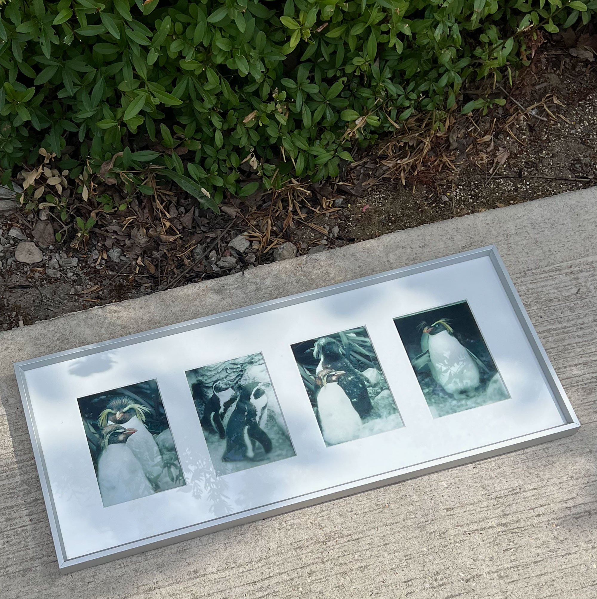 Framed Penguin Prints