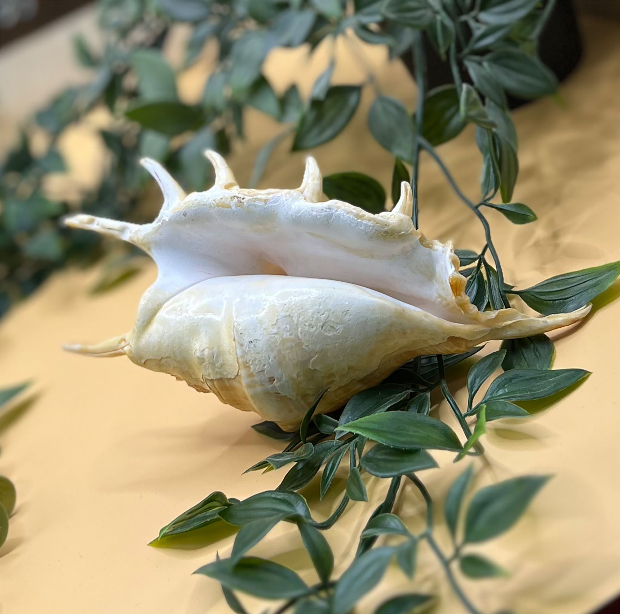 conch2-pod72.jpg