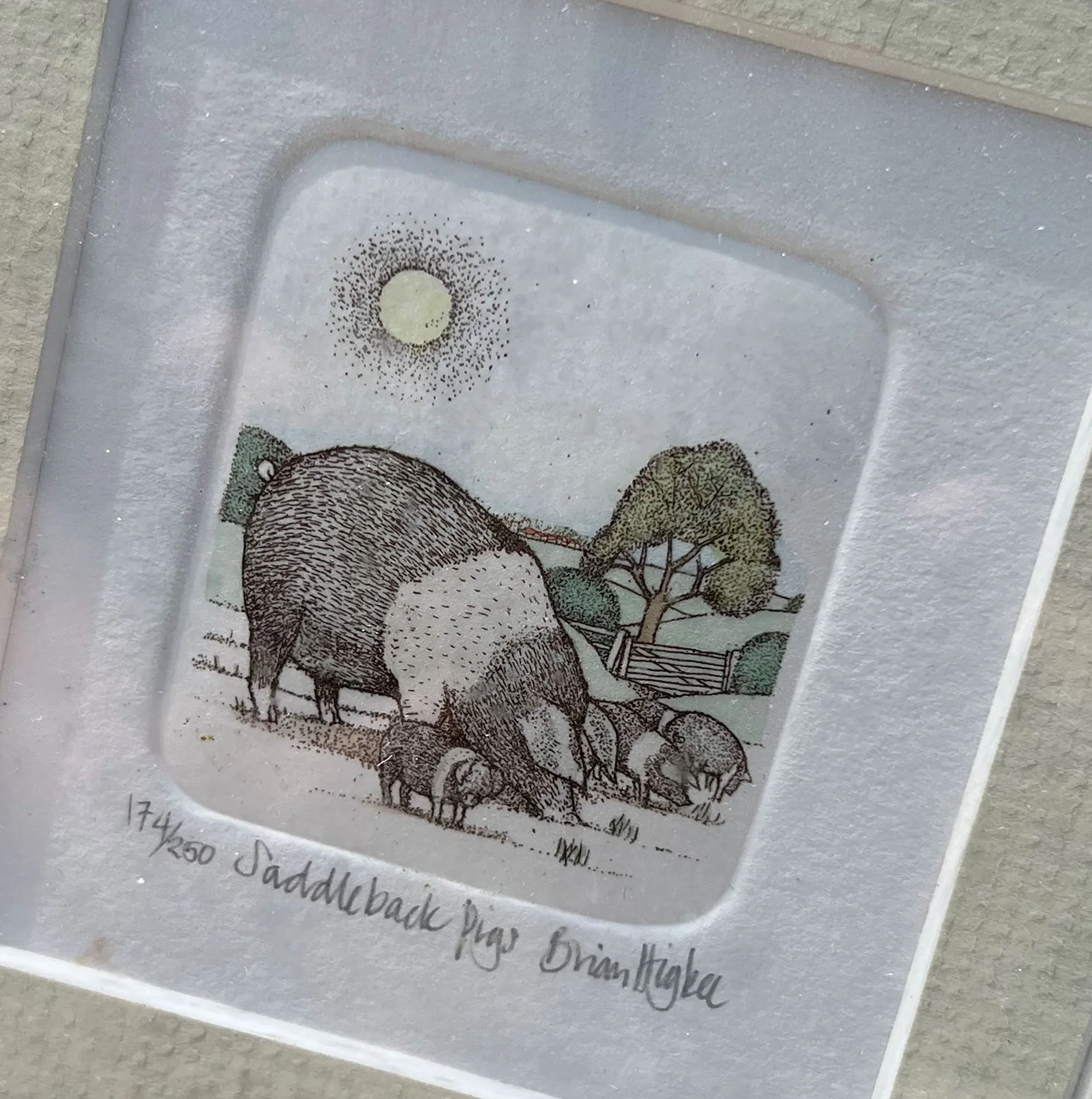 pigs2-pod96.jpg