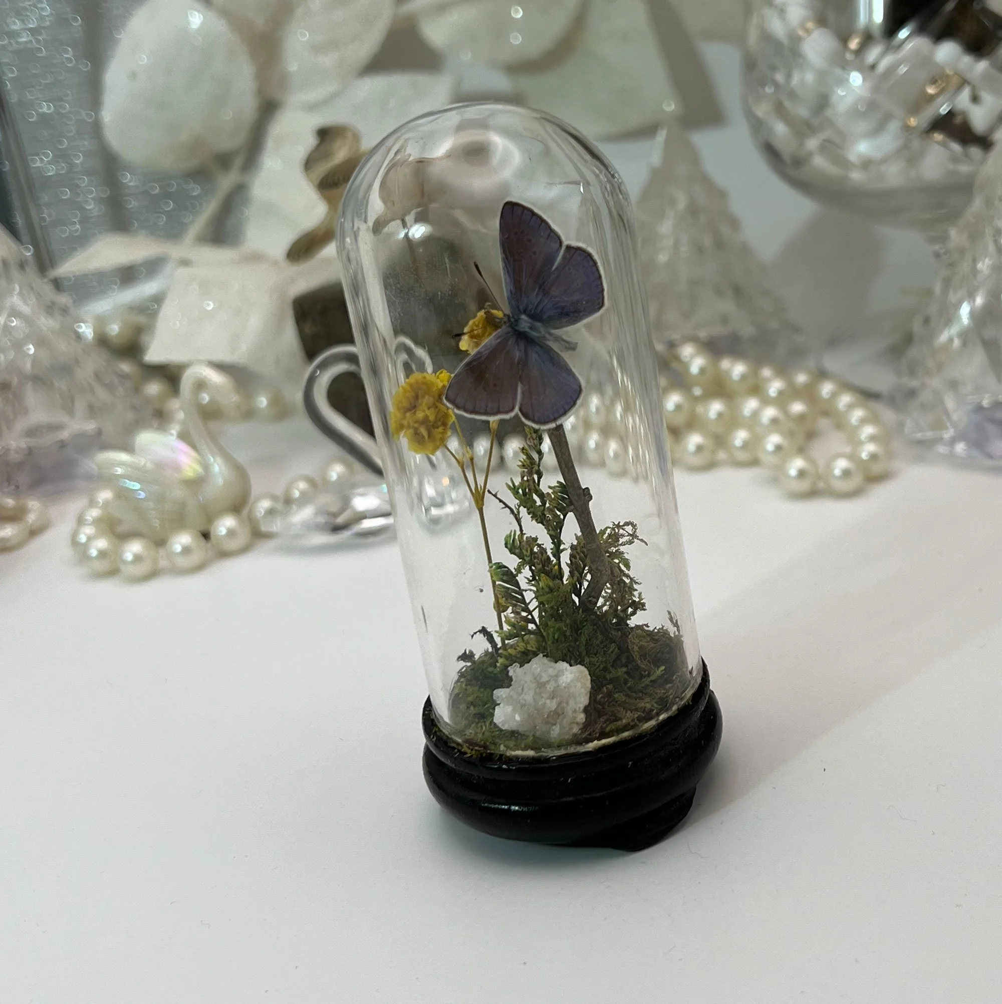 Butterfly in glass dome