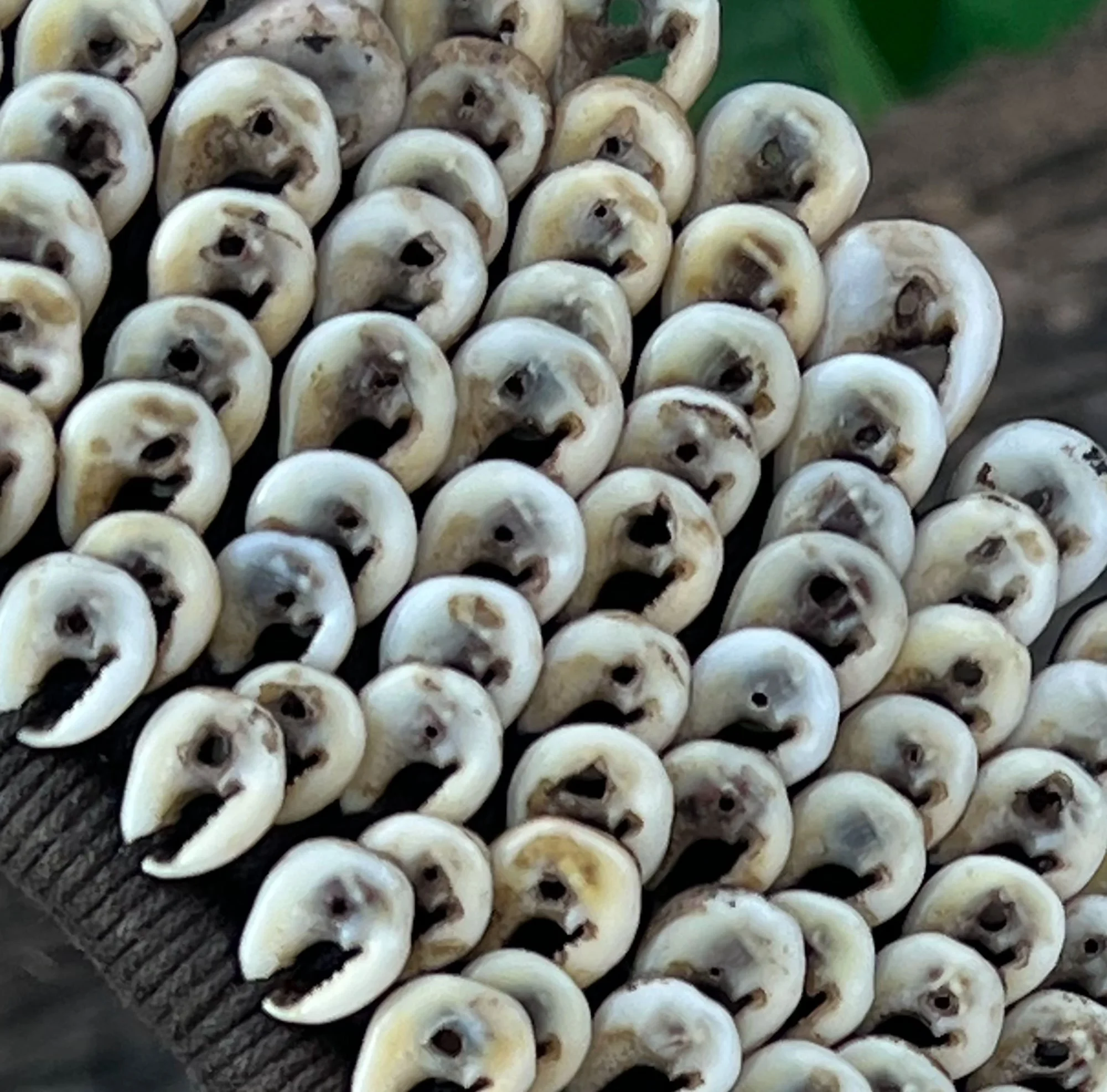 collar4-pod50.jpg