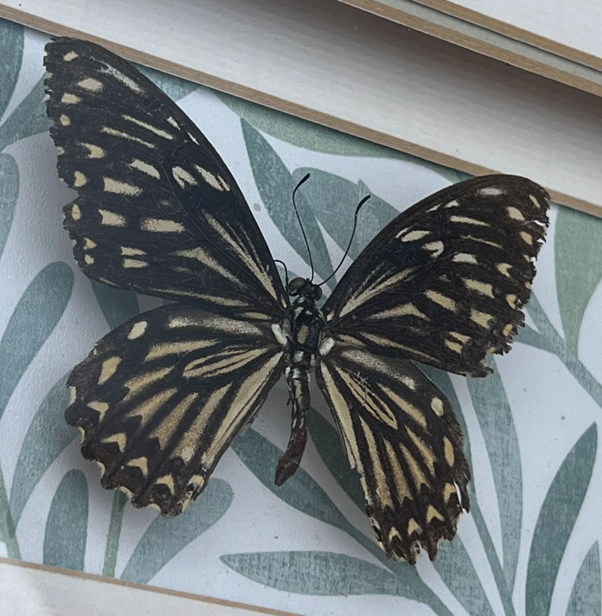 butterfly2-pod78.jpg