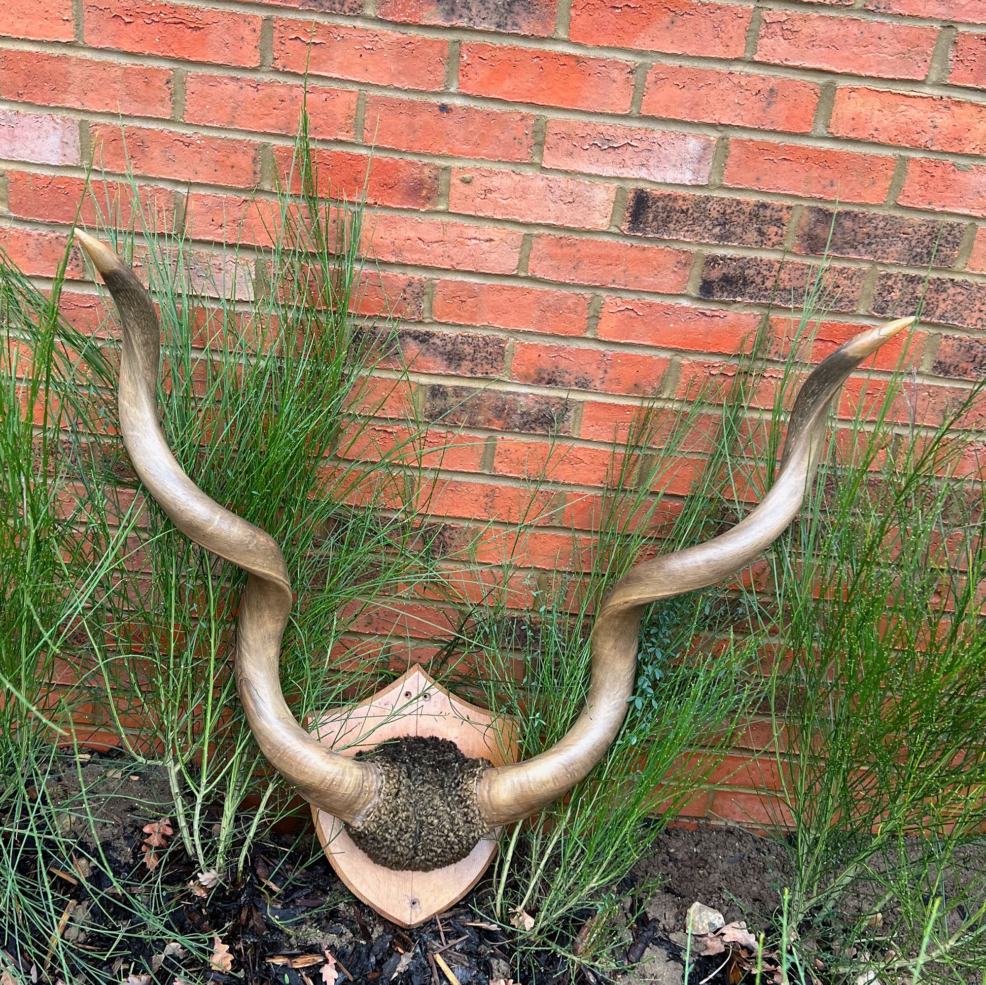 Greater Kudu horns on wood shield