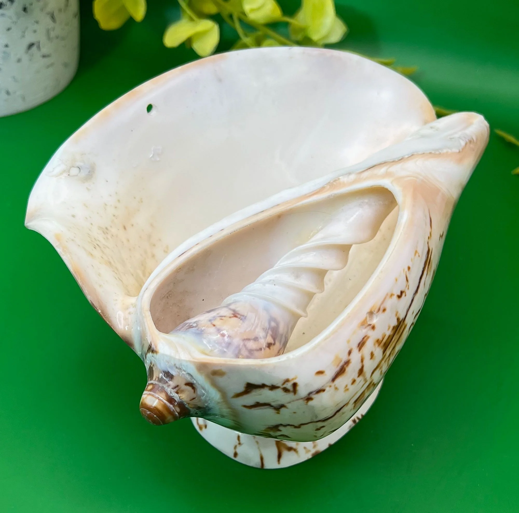 shell2-pod83.jpg