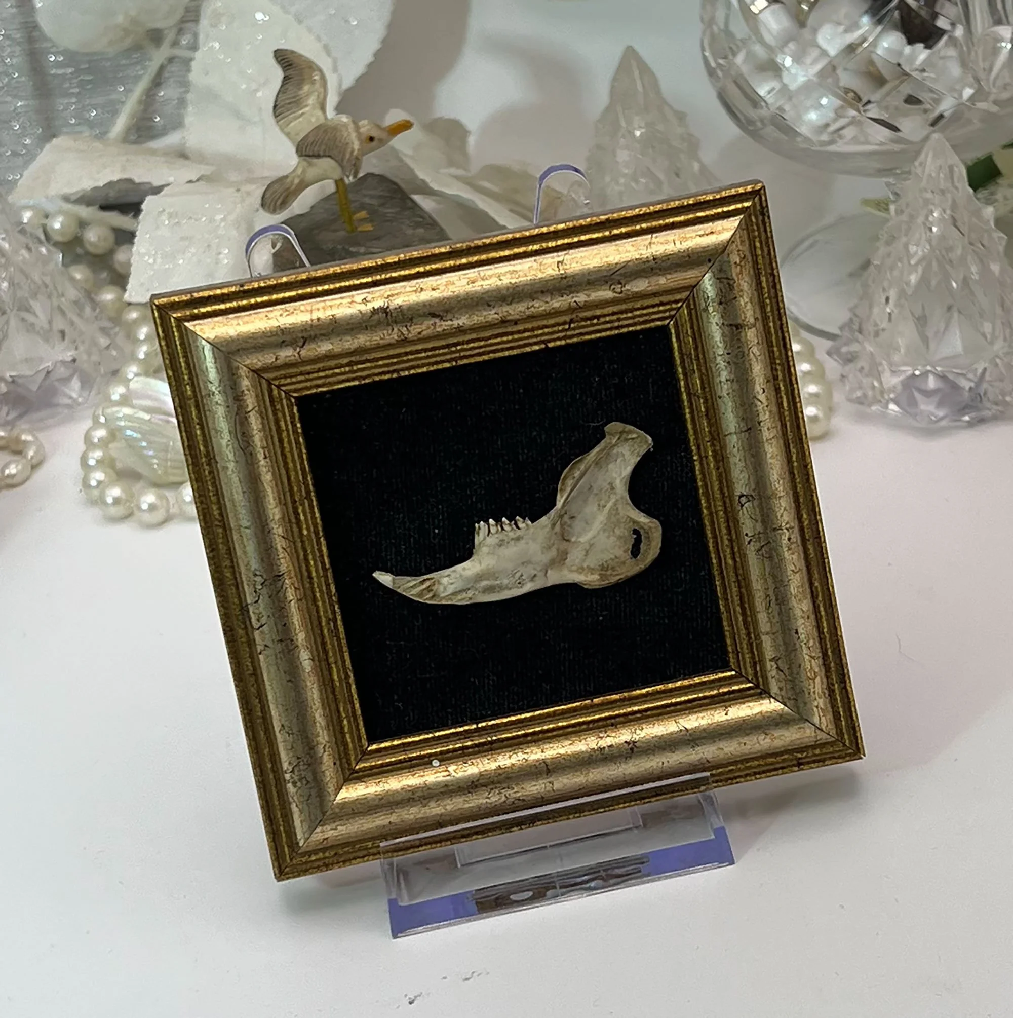 Framed Rabbit Jaw