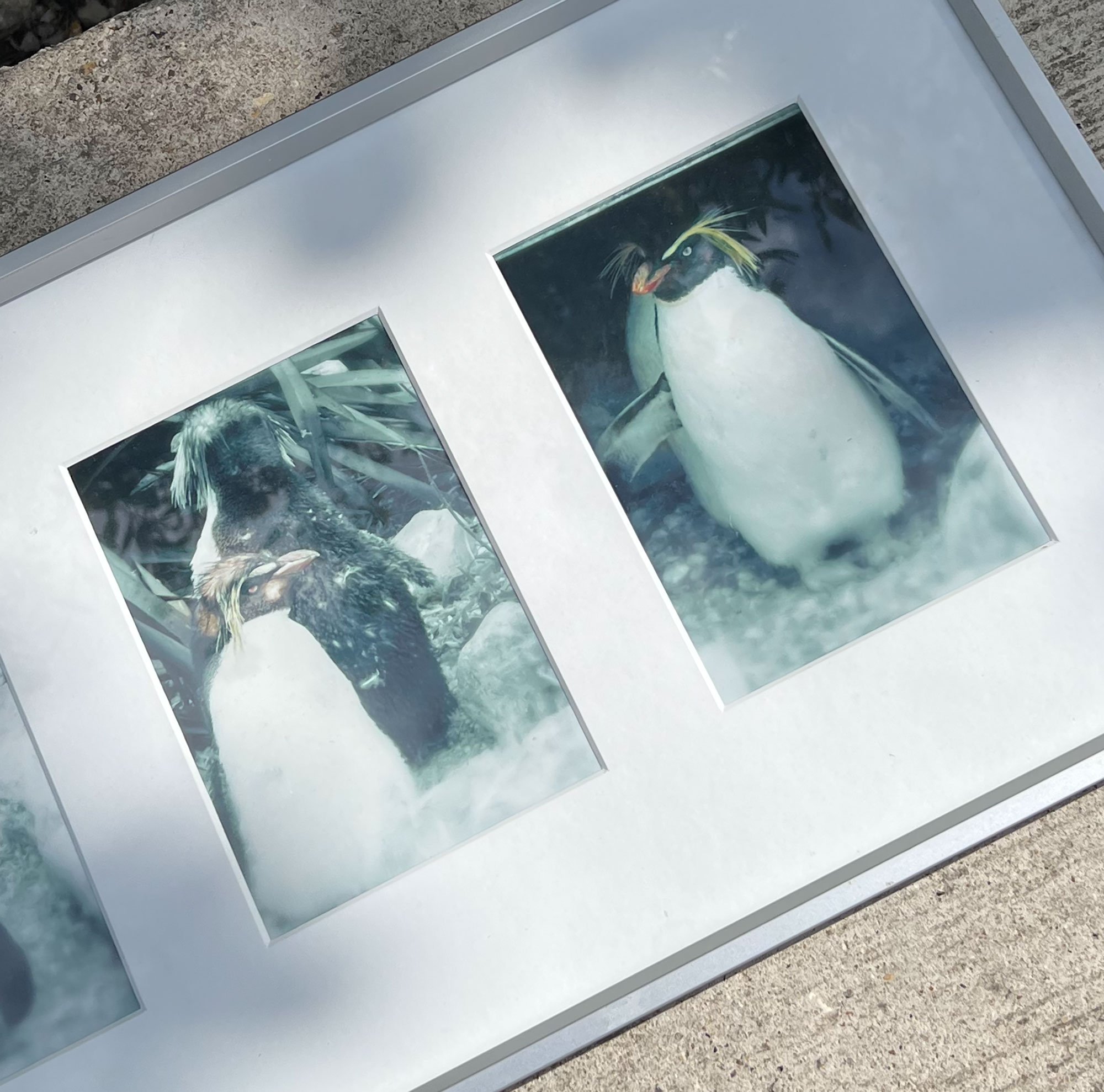 penguins2-pod28.jpg