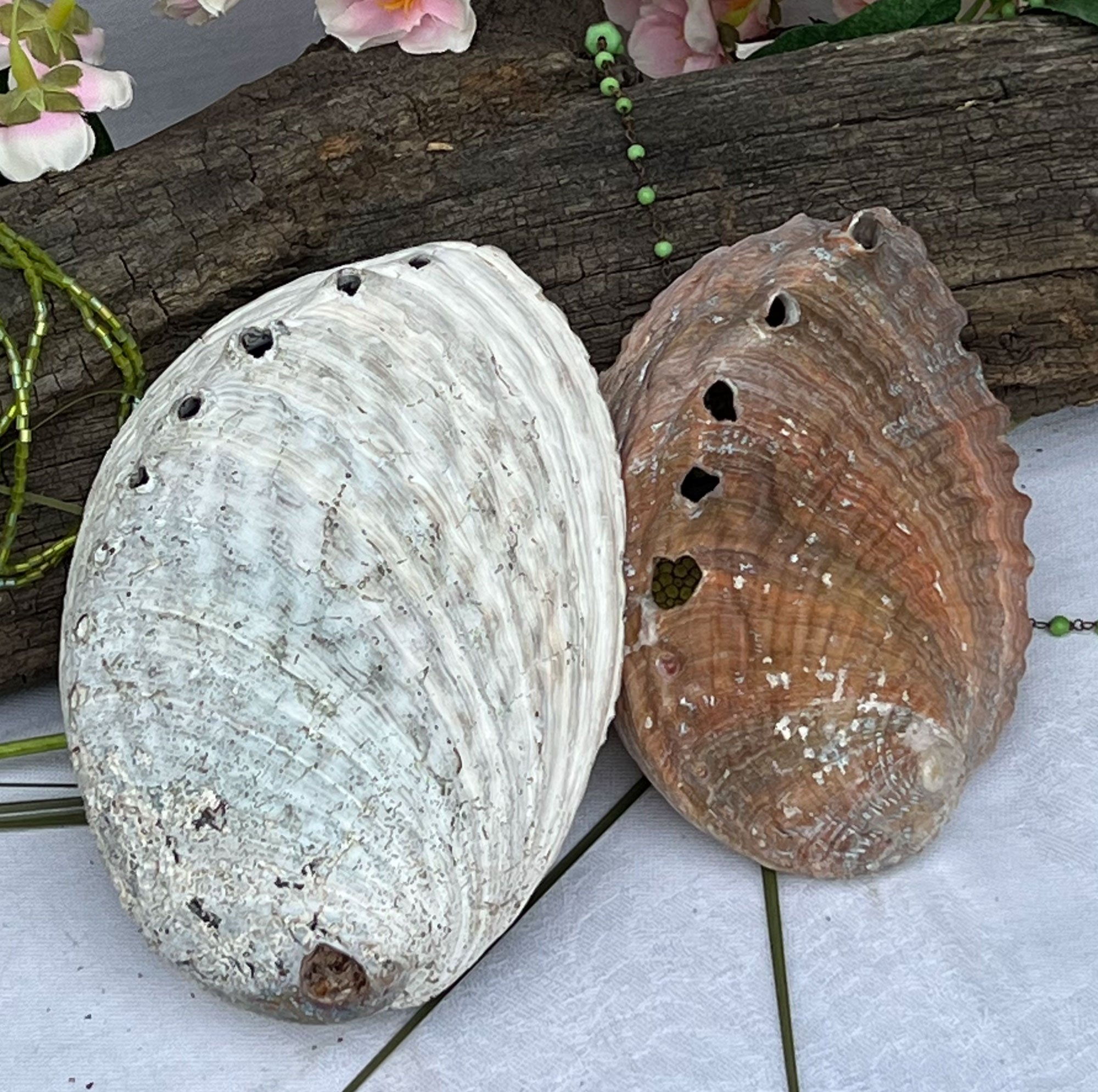 shells2-pod88.jpg