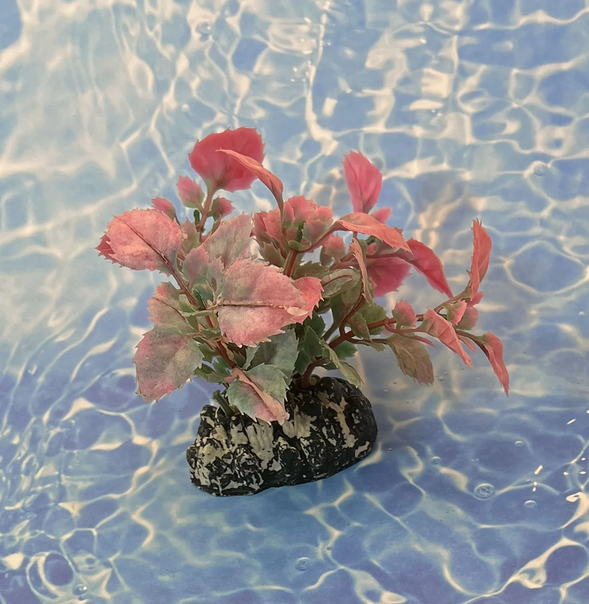 Aquarium Plant On Rock