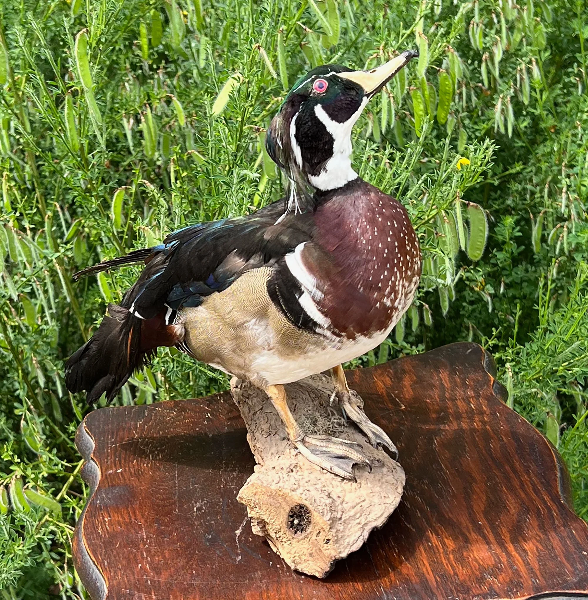 duck3-pod78.jpg