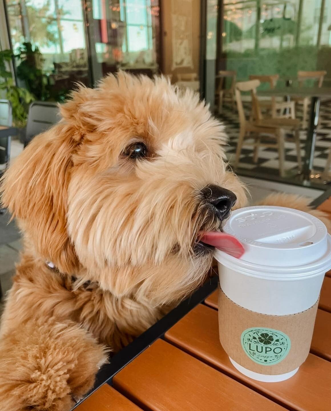 Nothing brightens our day more than seeing your pups on the patio! 🐶☕️

@super_cooperw