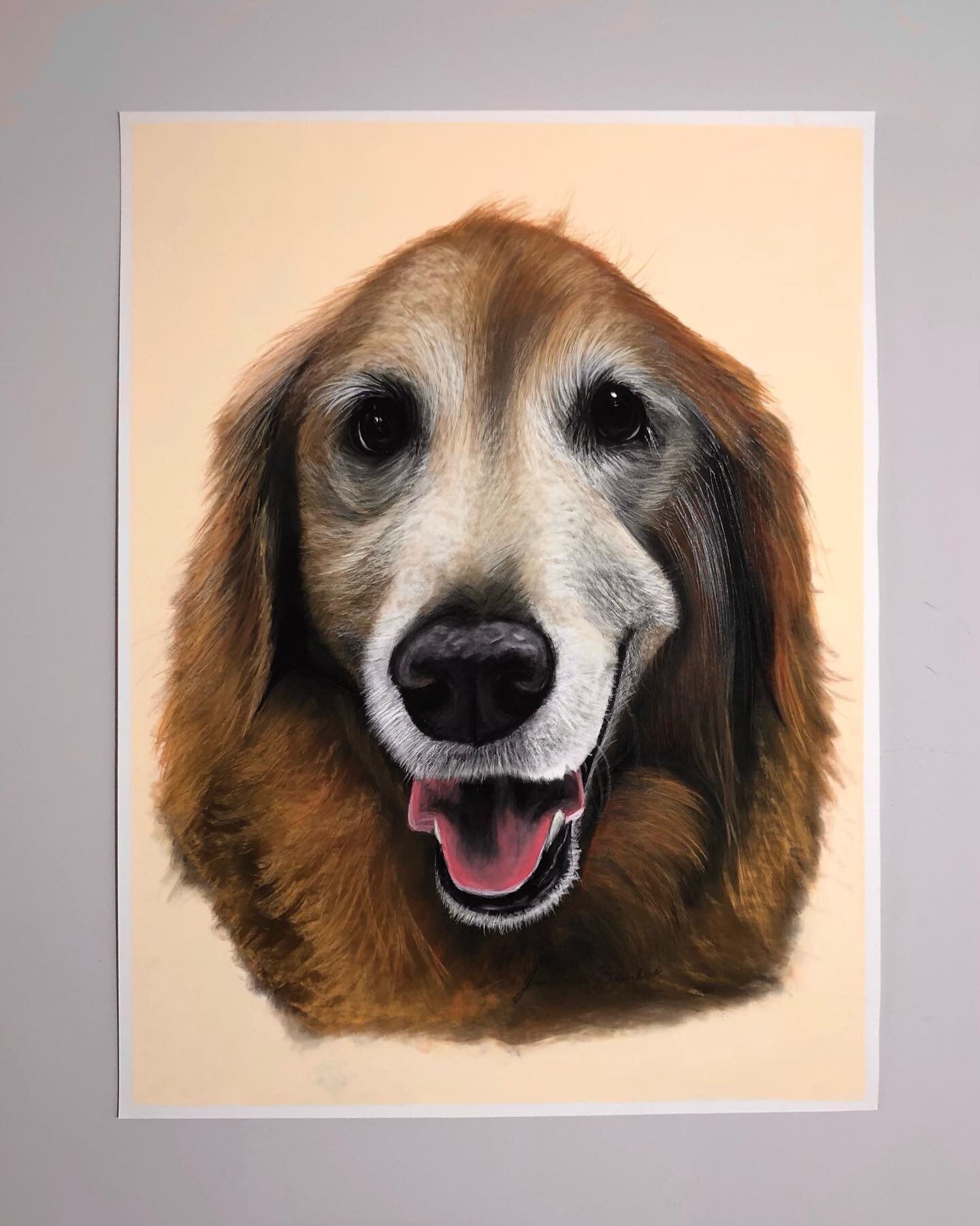 &ldquo;Murph&rdquo; - 18 x 24 inches, soft pastels and pastel pencils, 2023 💛
.
.
After a hard-fought battle with cancer, Murph crossed the rainbow bridge in Nov 2022 🌈 I delivered his memorial portrait to his parents a couple week ago, and I still