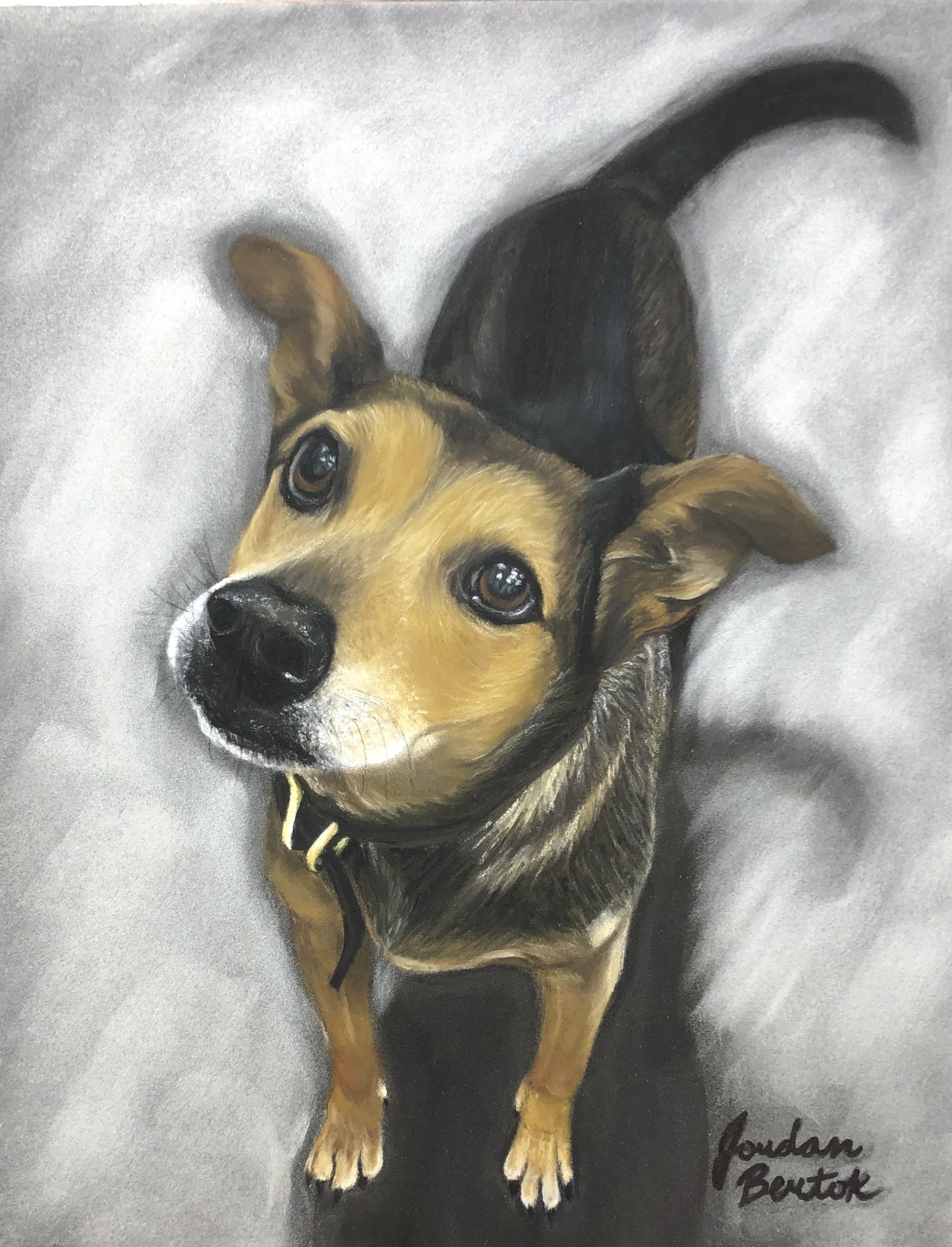 "Bandit" - 8 x 10 inches, pastels