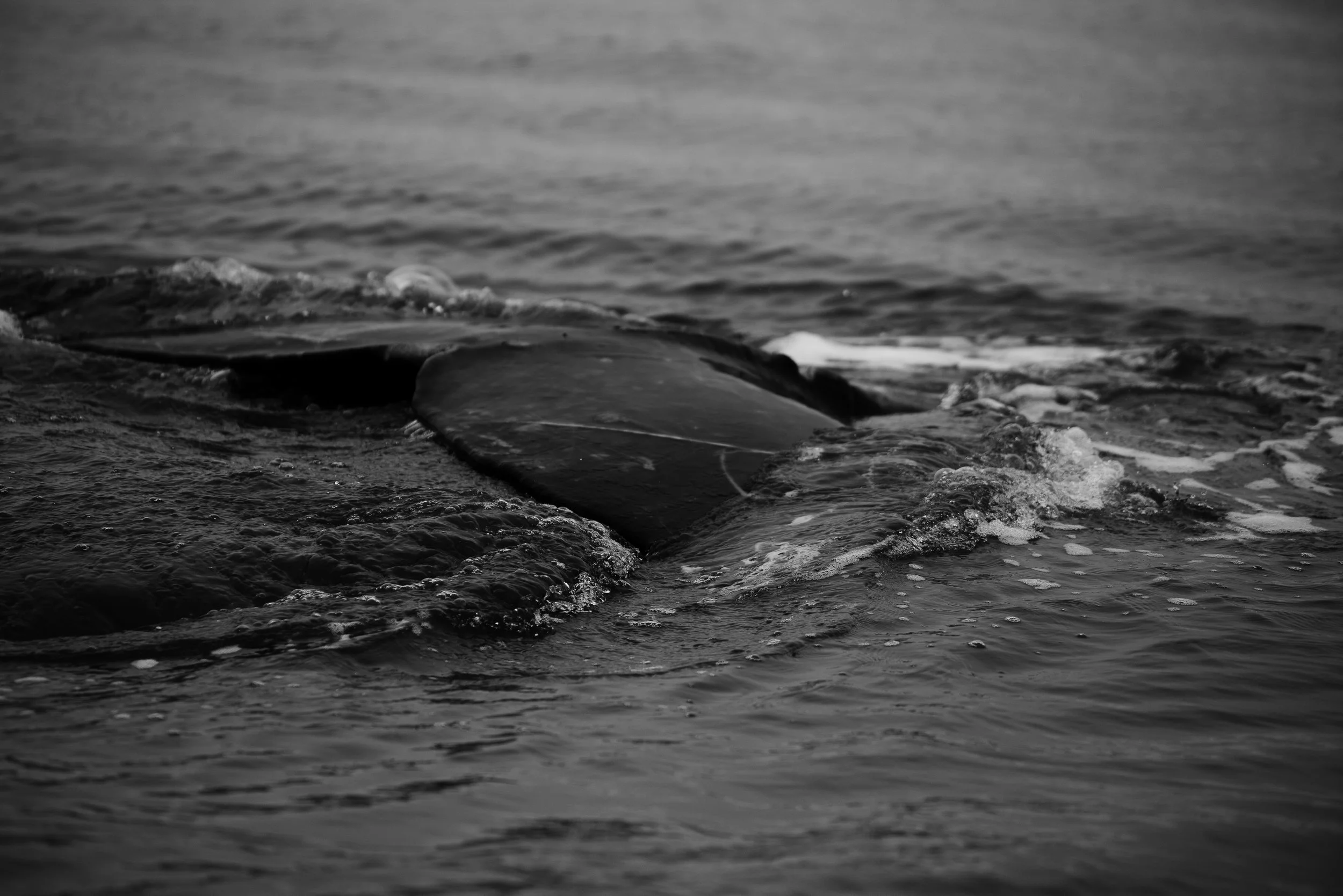 whale tail's b:w print.jpg