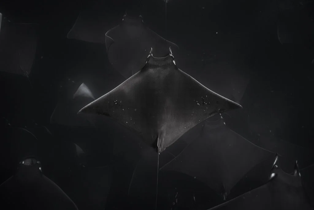 mob. munk. b:w print.jpg