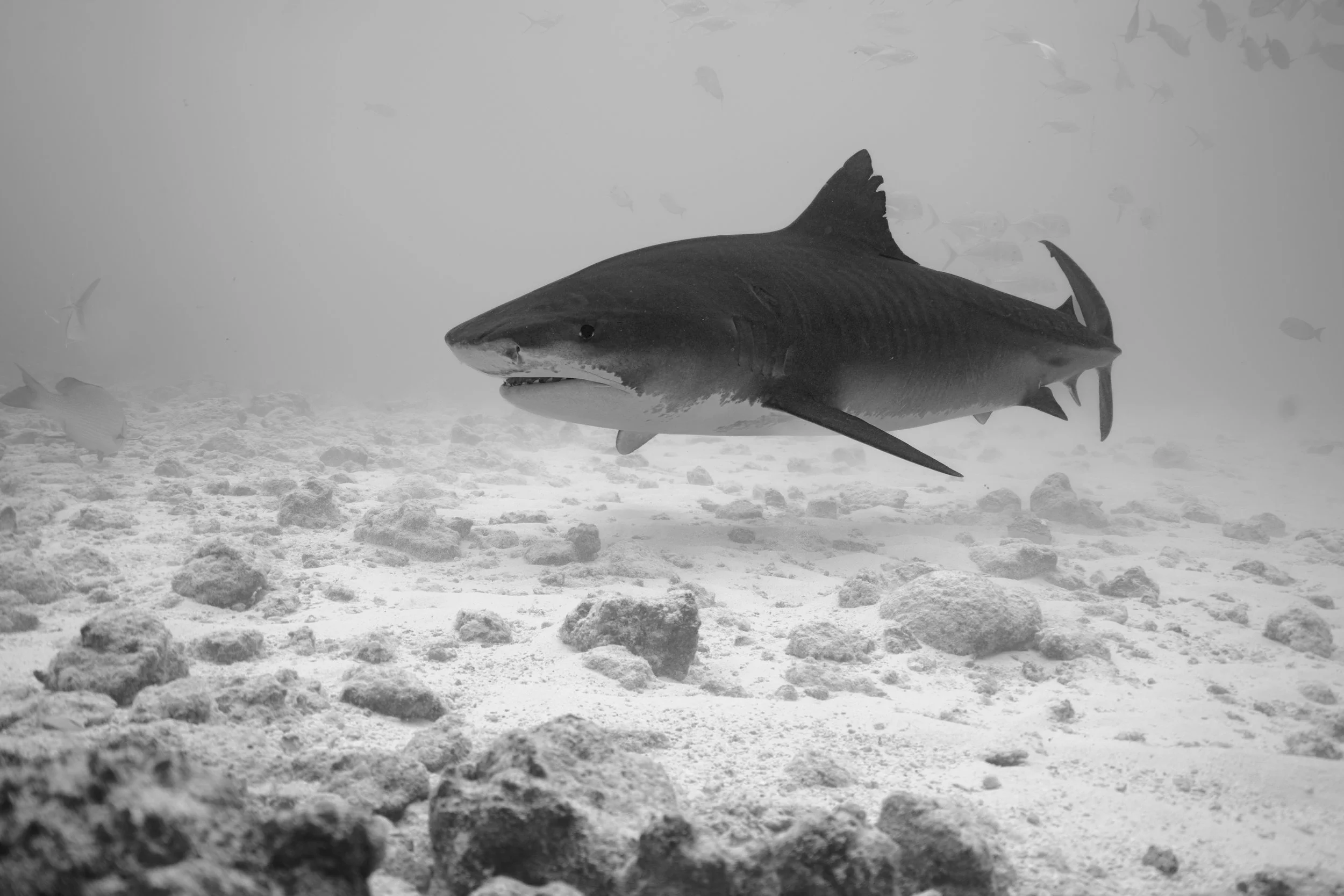 cxarrusel shark attacks.jpg