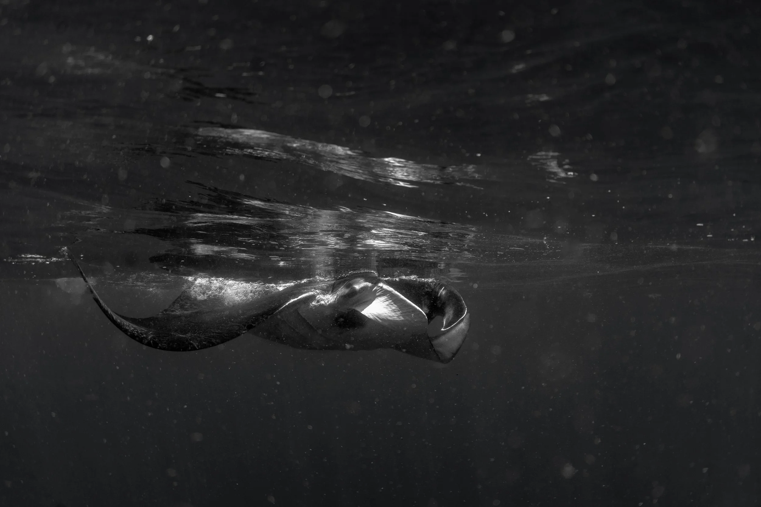 otterspace manta.jpg