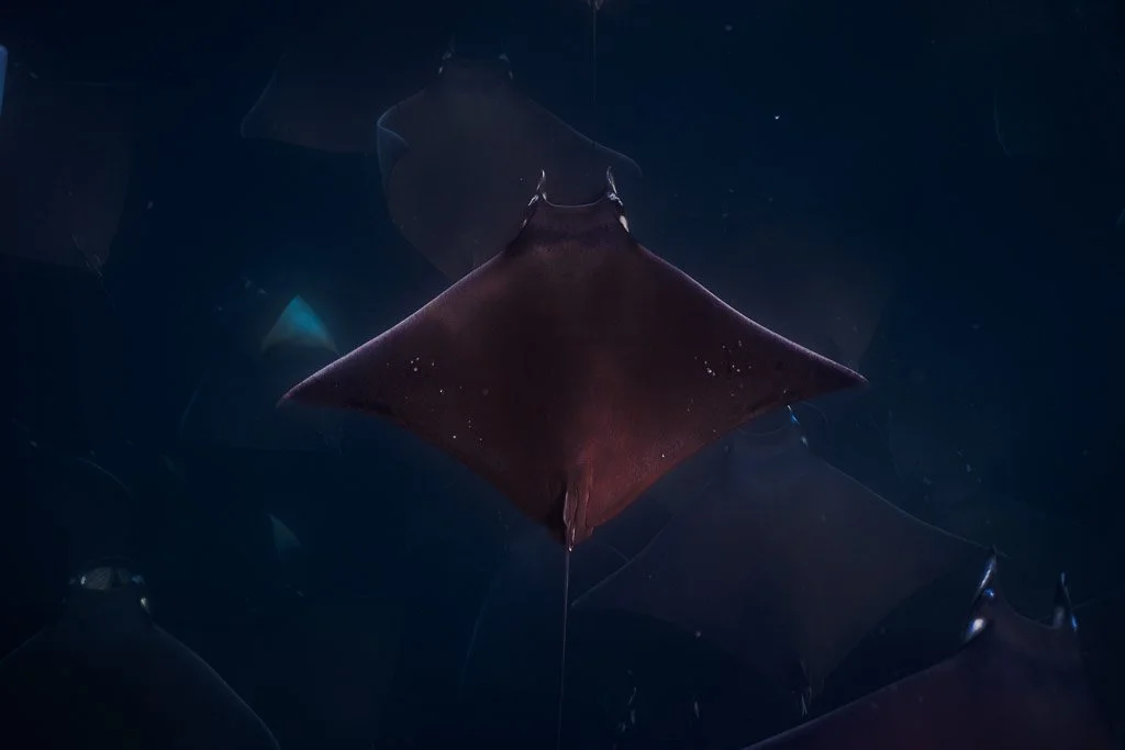 mobula munk. color.jpg