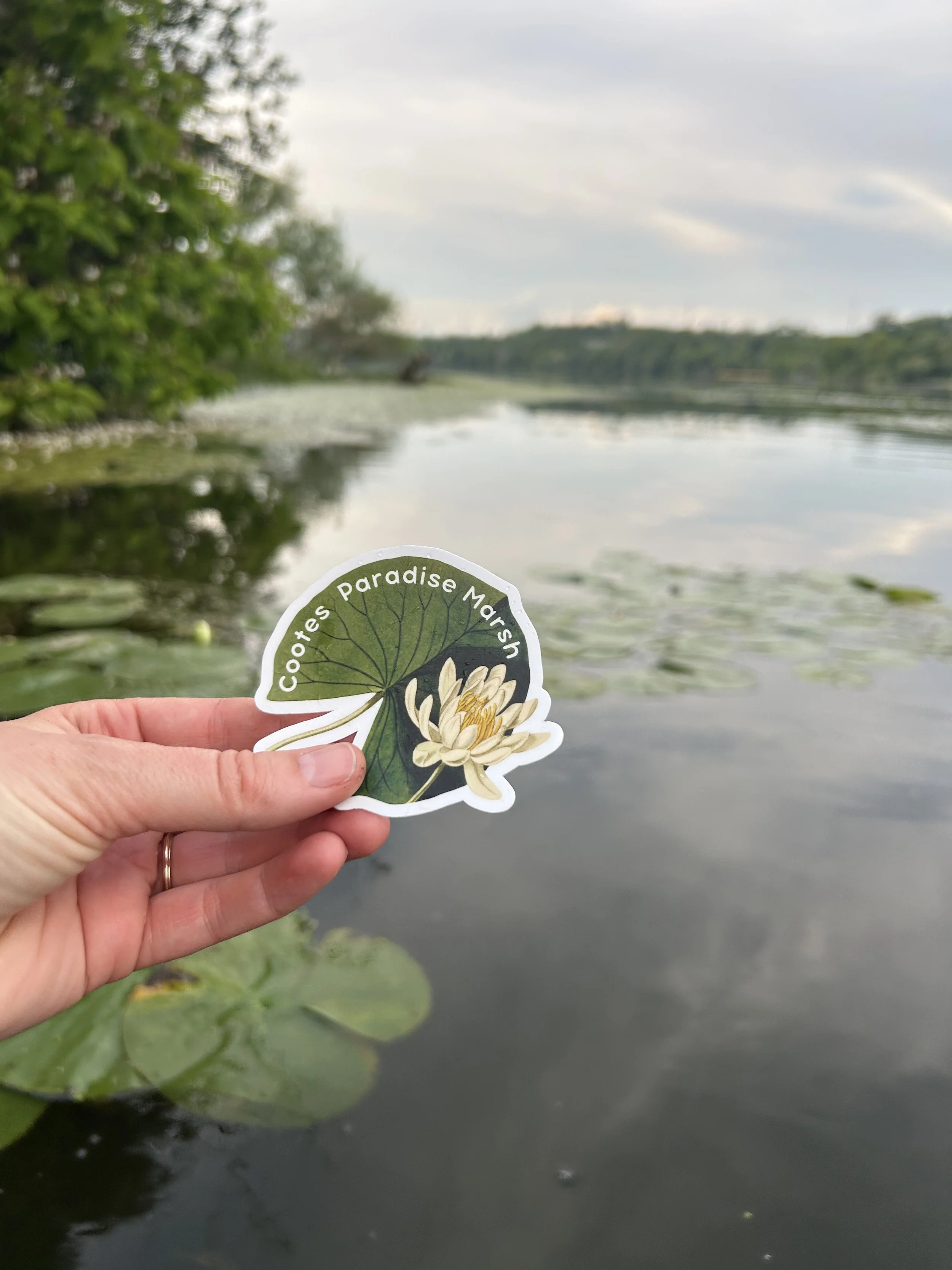 Cootes Water Lily sticker