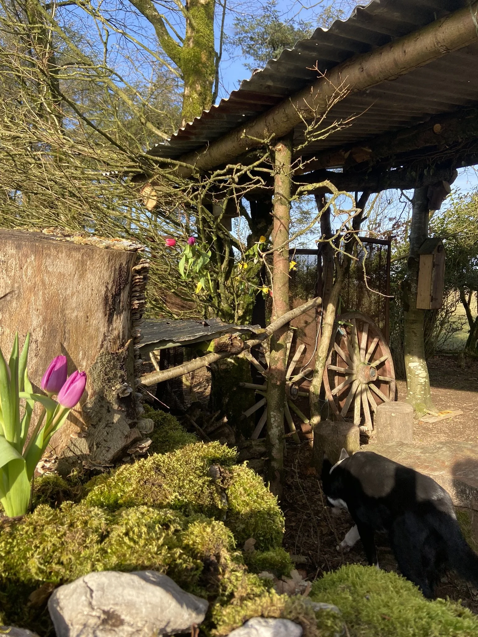 A rural outdoor scene featuring an old wooden wagon wheel under a rustic shelter with a moss-covered ground and blooming pink tulips.
