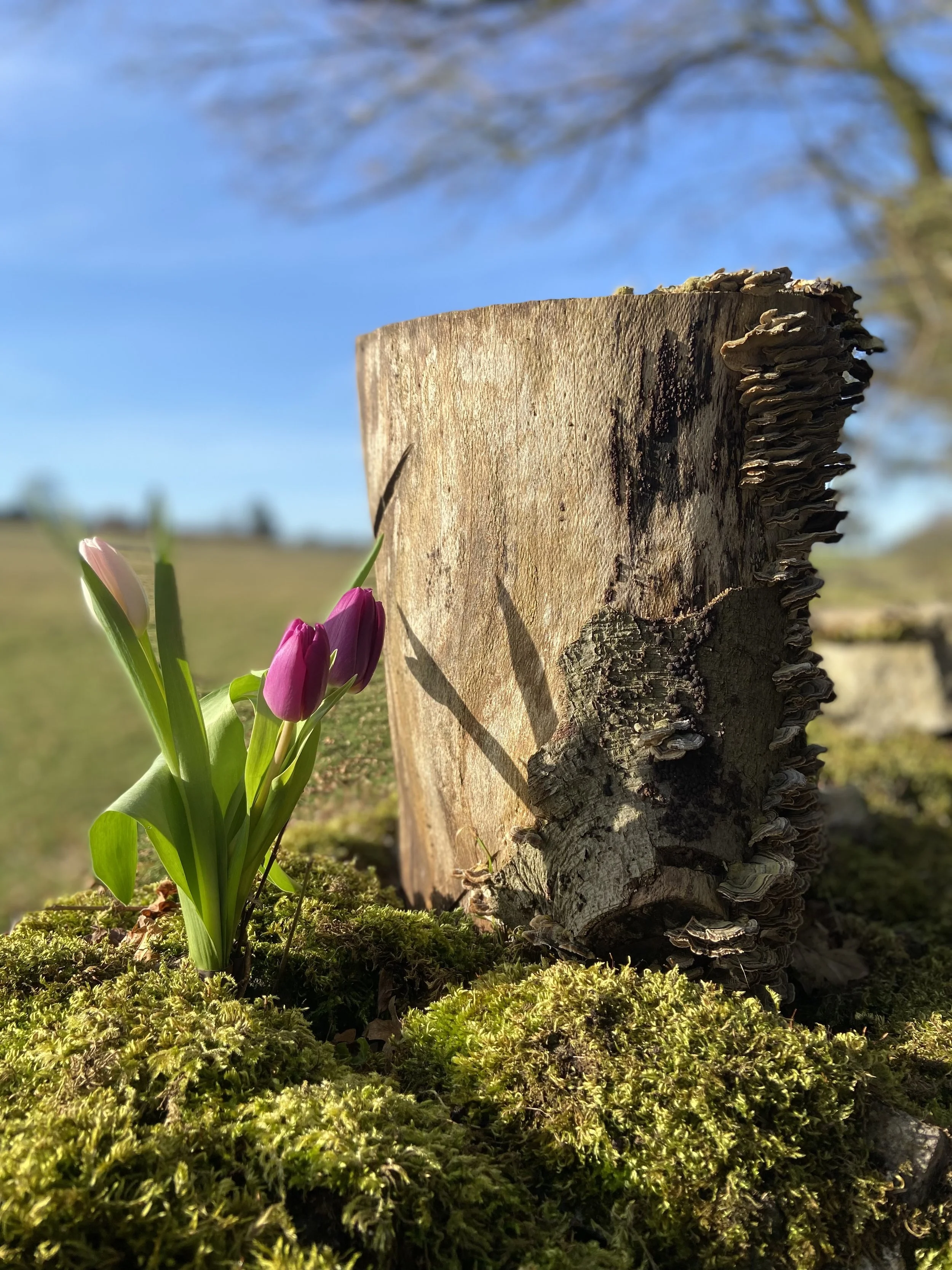 Pink and white tulips growing near a tree stump outdoors on mossy ground, with a blue sky and blurred landscape in the background.