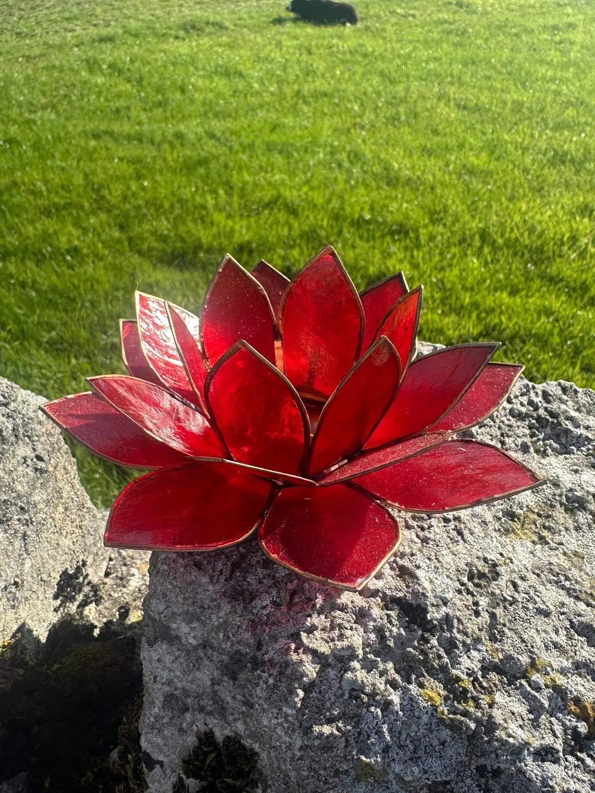 Red root.jpg