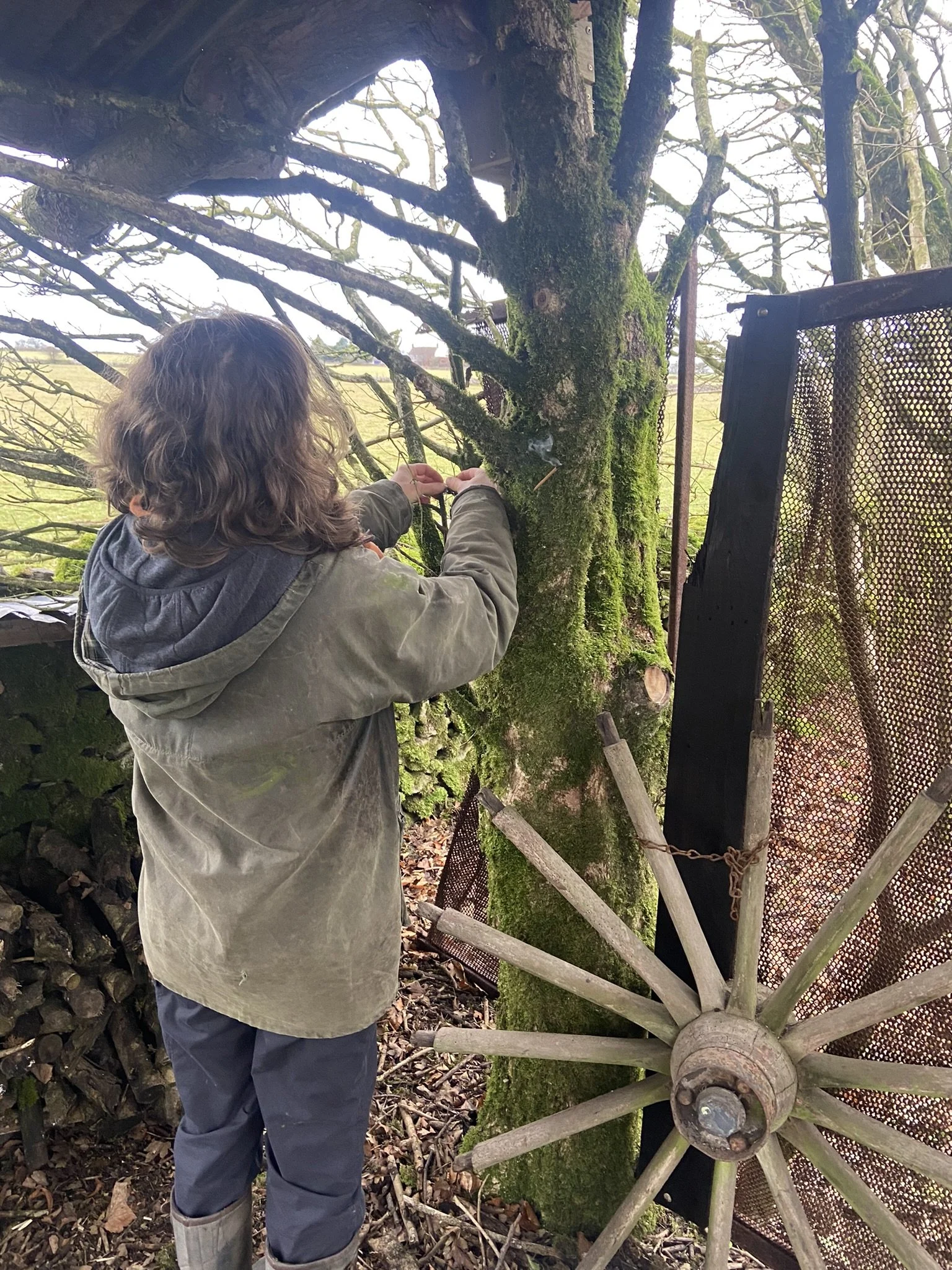 Child with curly hair wearing a gray jacket and rain boots, working on a moss-covered tree with a saw, near an old wagon wheel and a wooden fence in a rural outdoor setting.