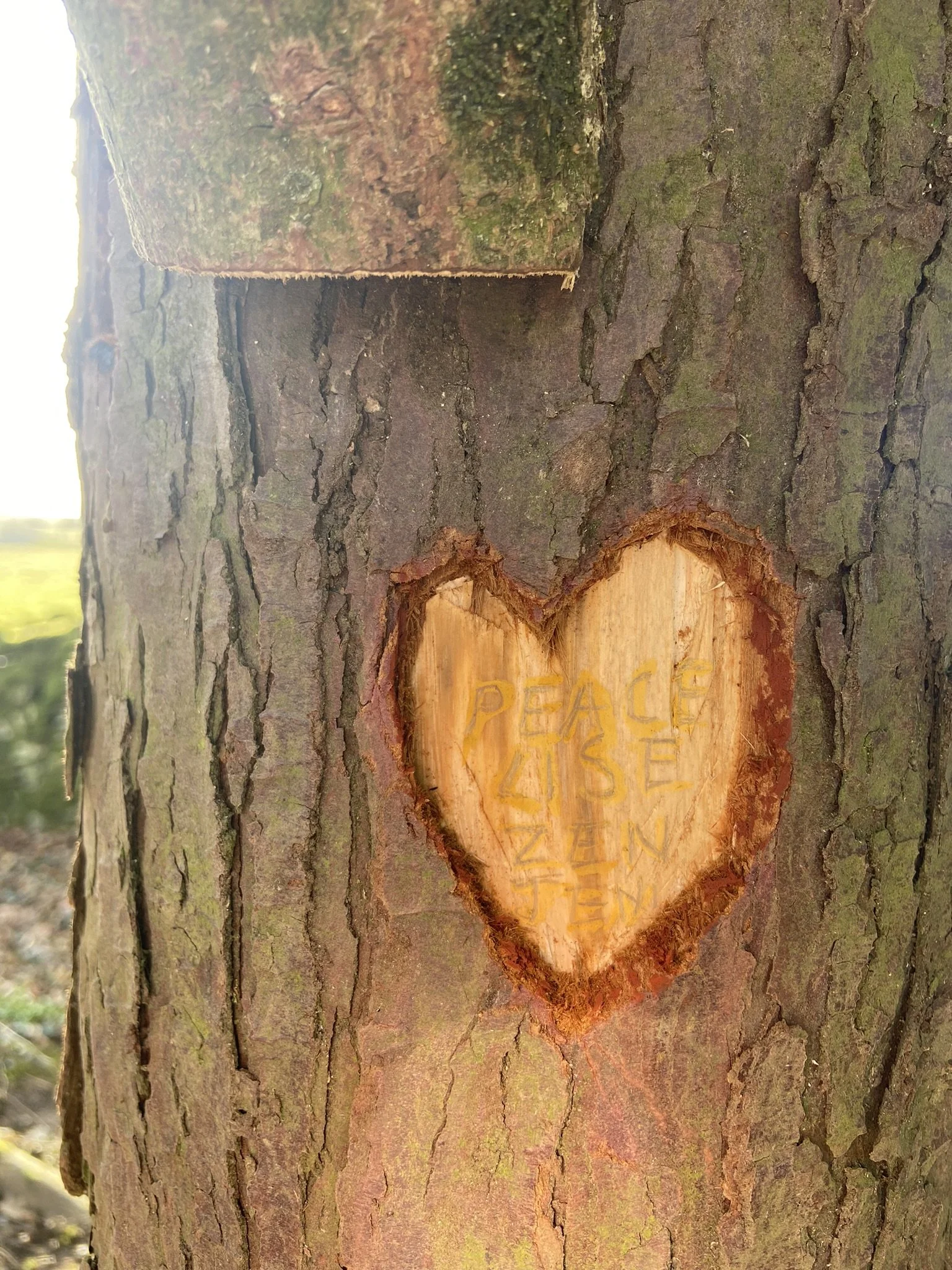 A tree with a heart-shaped carving in the bark, with the words 'PEACE', 'LIFE', 'ZEN', and 'JEN' inscribed inside the heart.
