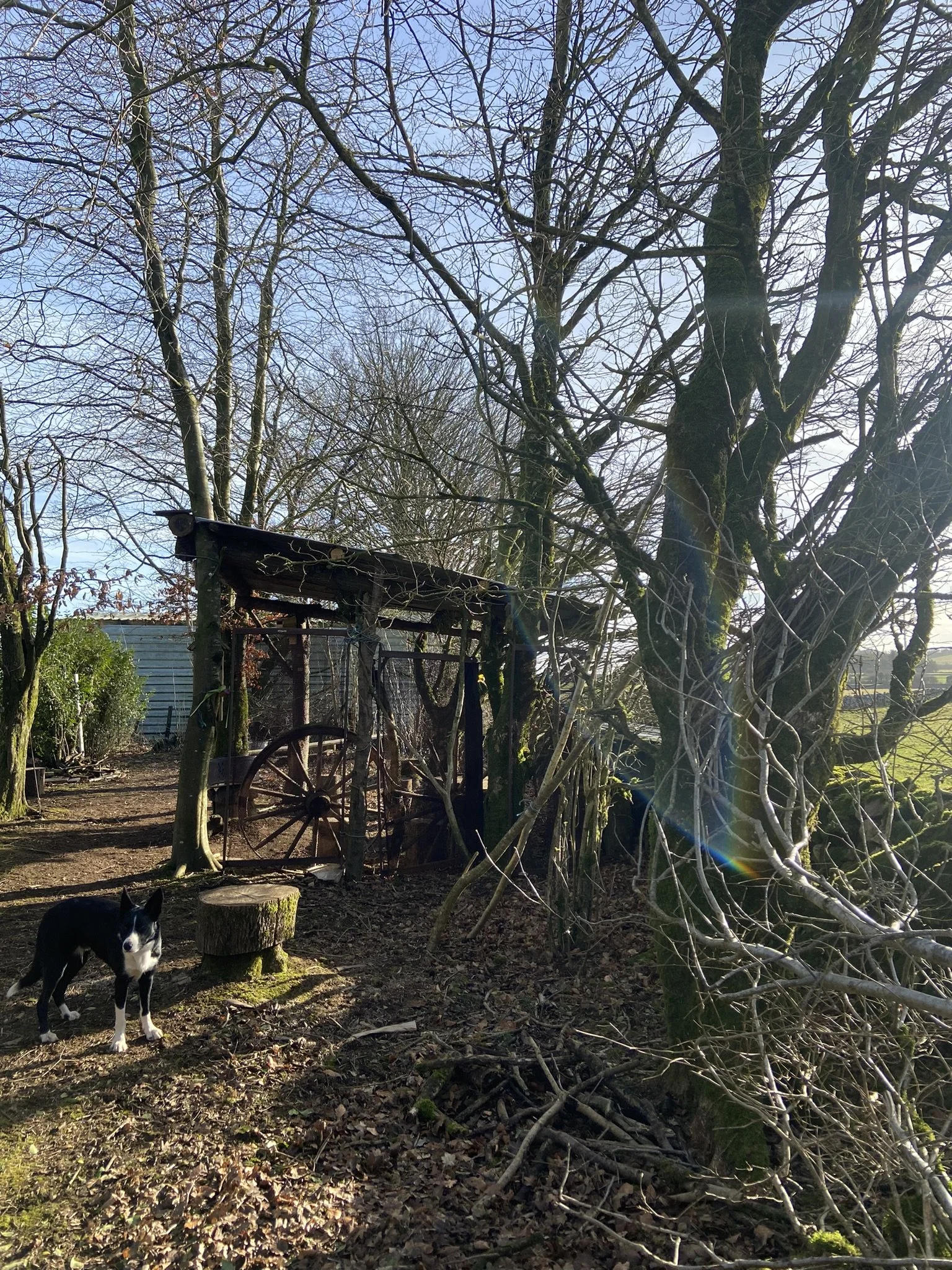 A black and white dog standing on a dirt path in a wooded yard with bare trees, a wooden cart, and a small structure in the background, under a clear blue sky.