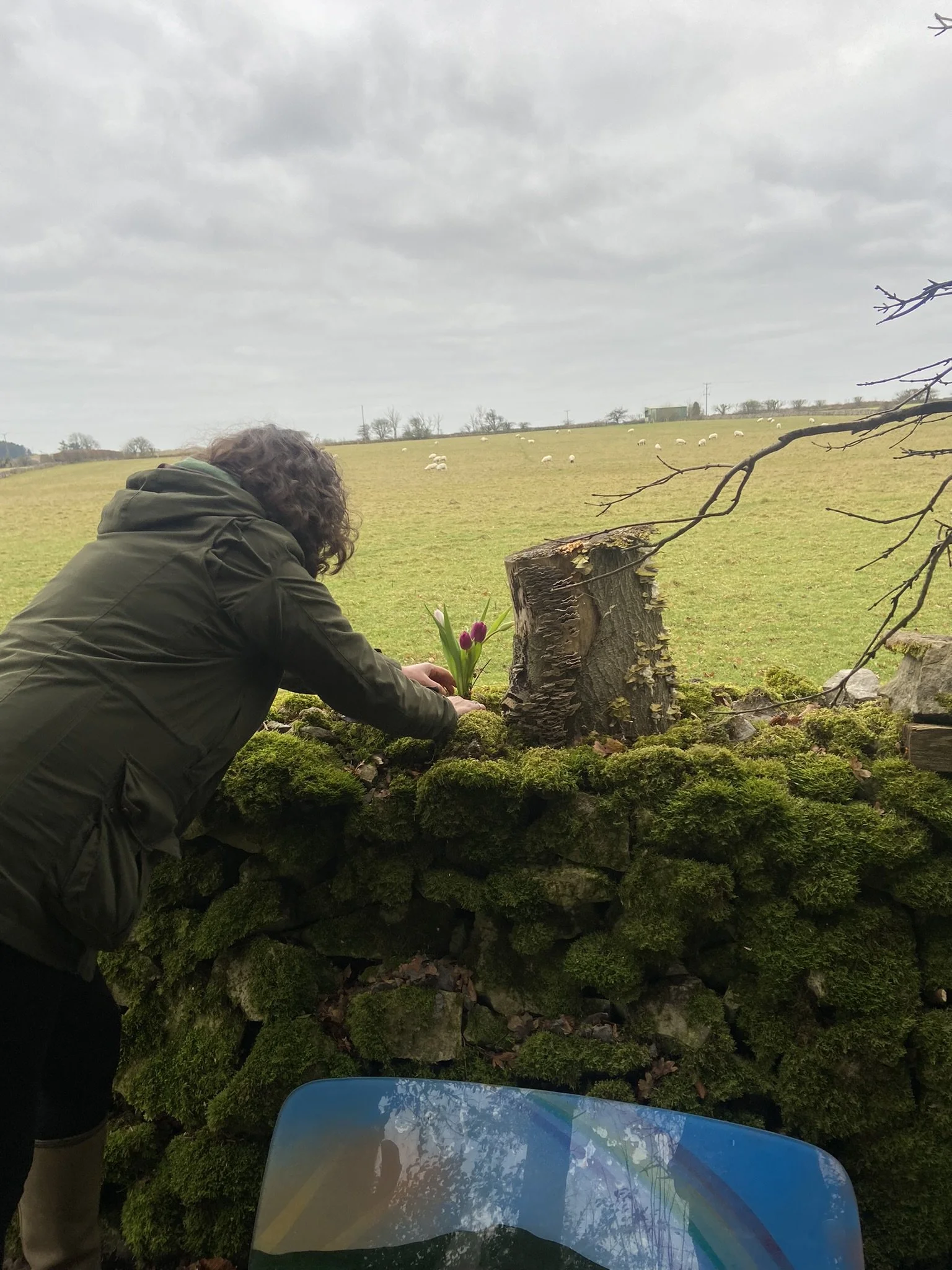 Person planting purple tulip flowers on mossy stone wall in rural field with sheep grazing, overcast sky.